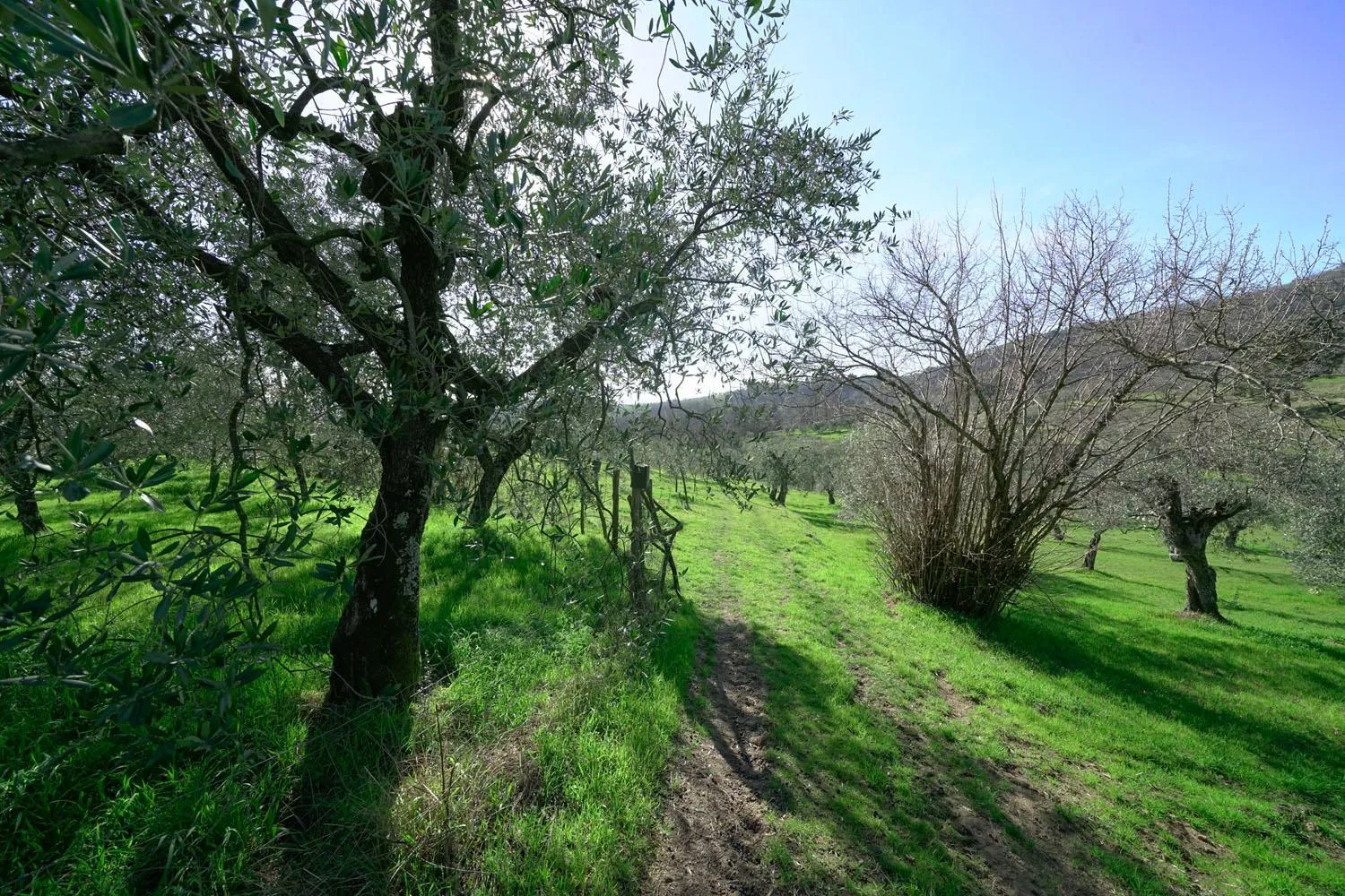 View (from property/room) in il Podere La Casina