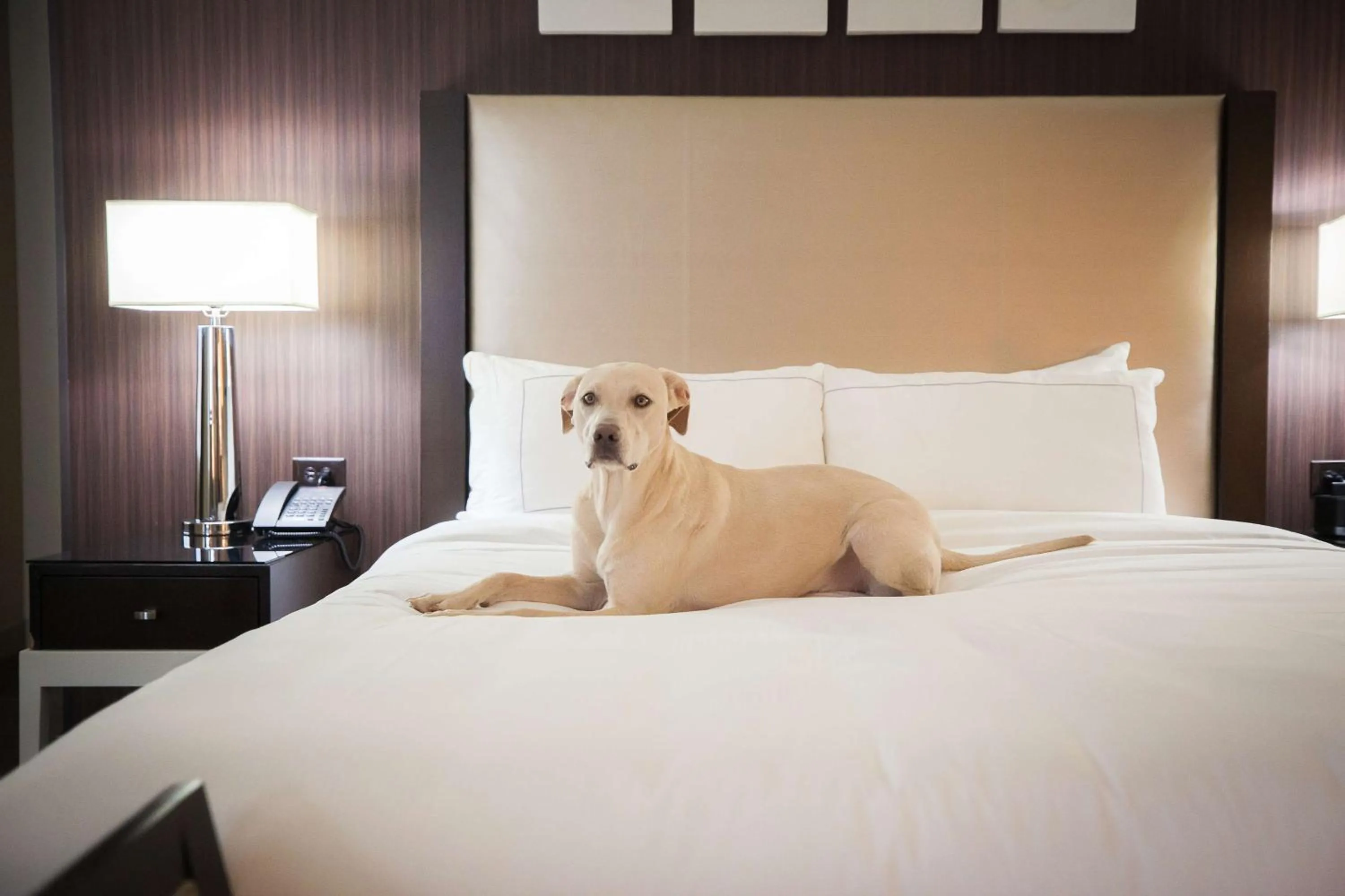 Photo of the whole room, Bed in Hilton Salt Lake City Center