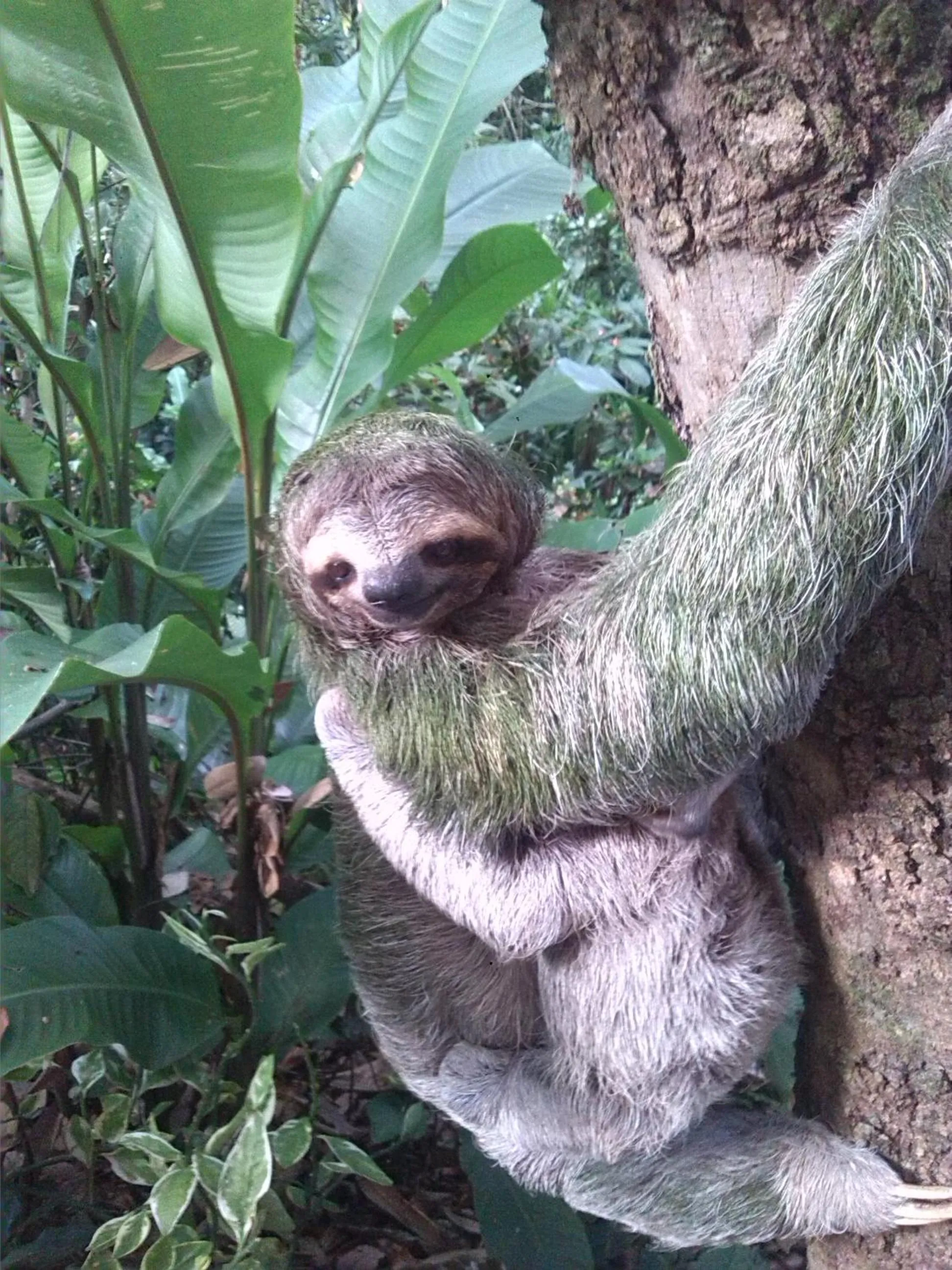 Animals in Hotel La Colina