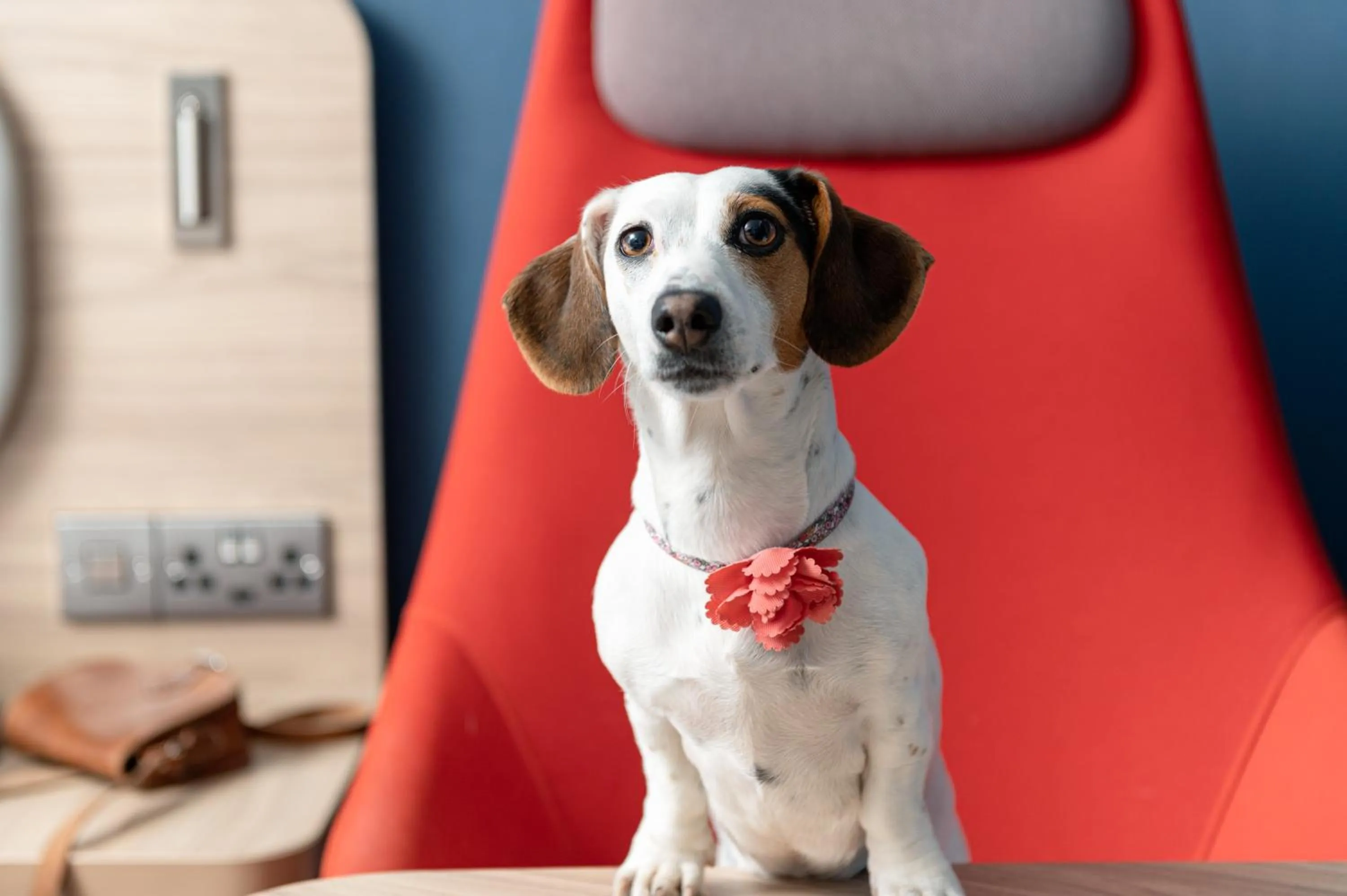 Pets in Holiday Inn Express Bridgwater M5, Jct24 by IHG