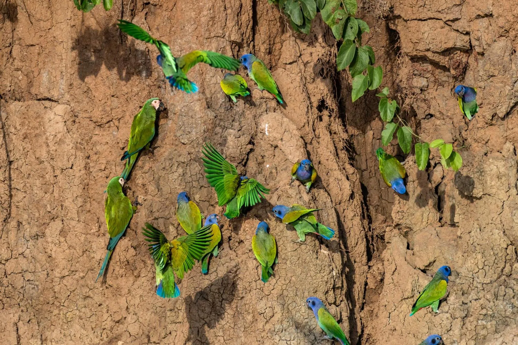 Text overlay in Enai