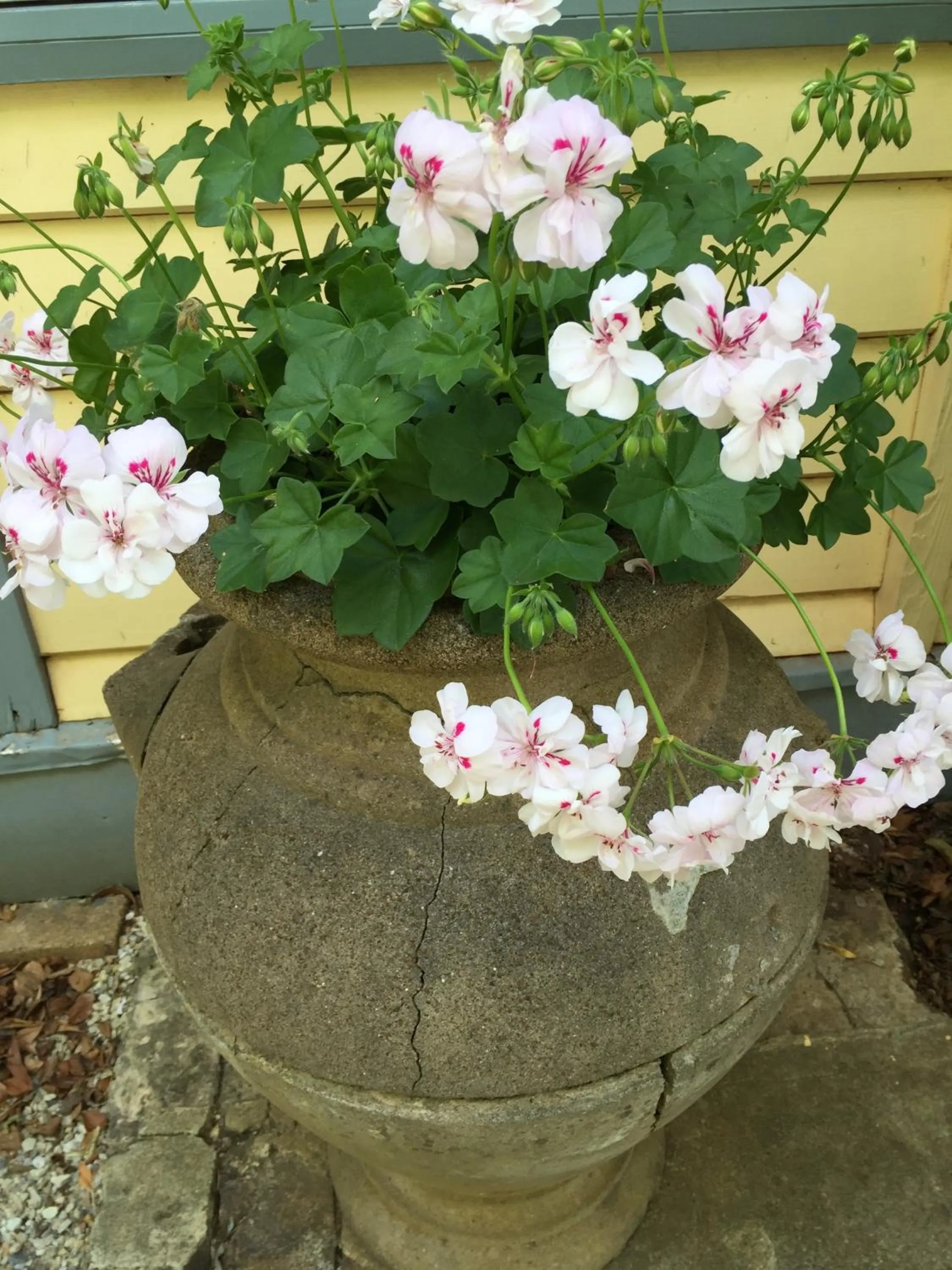 Garden in Kurrara Historic Guest House