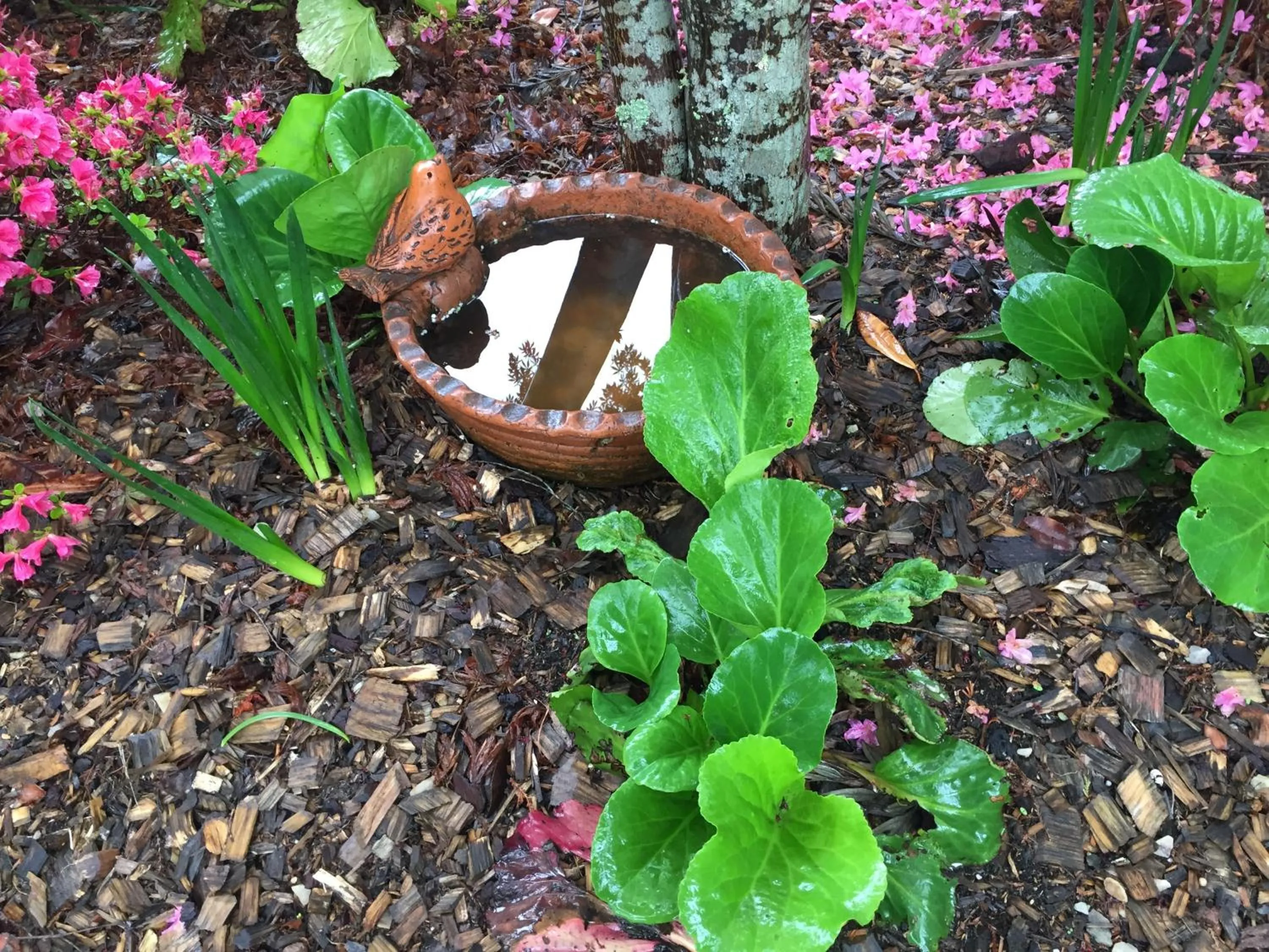Garden in Kurrara Historic Guest House