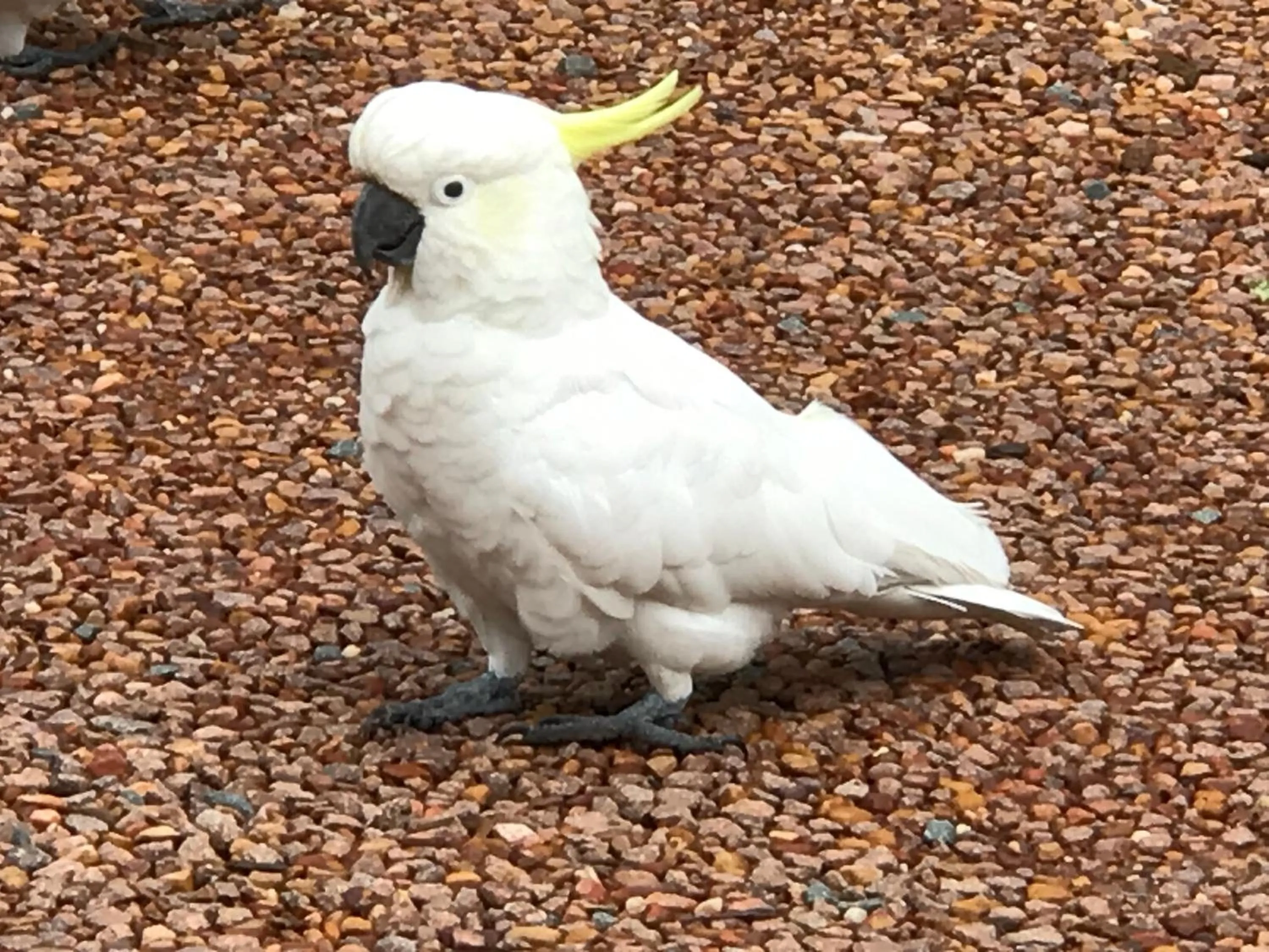 Animals in Kurrara Historic Guest House