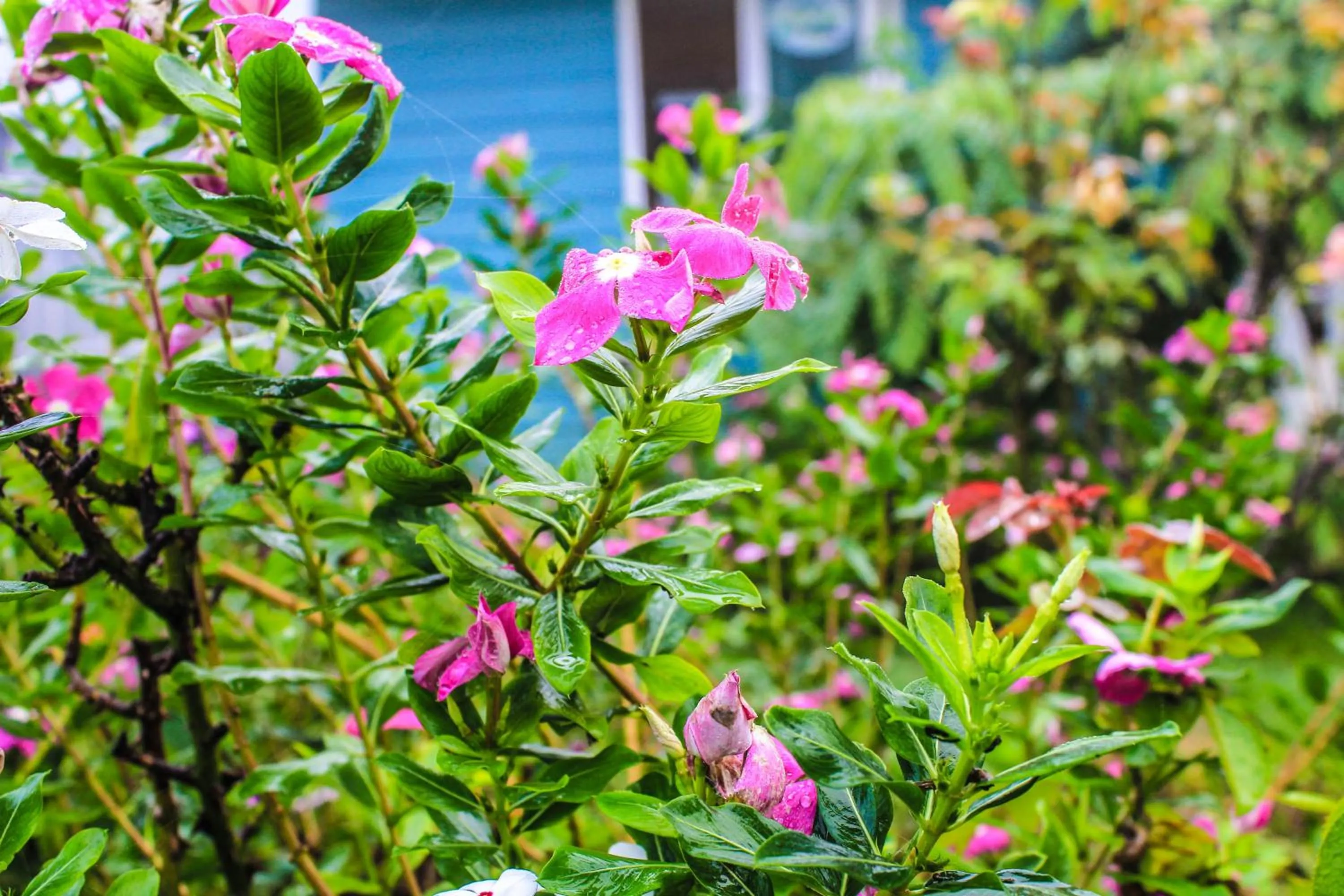 Cottages @ Hill Resort