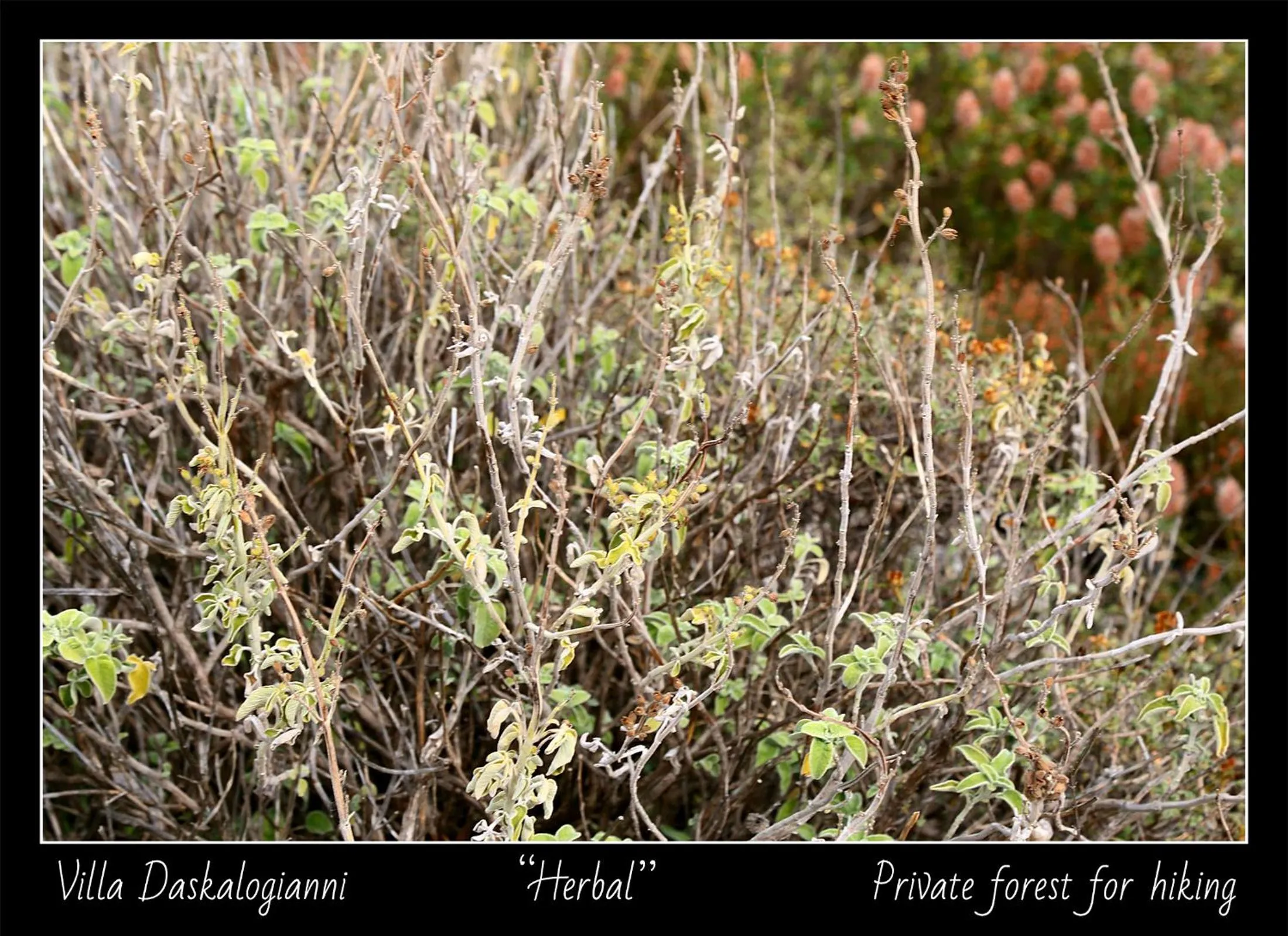 Natural landscape in Villa Daskalogianni