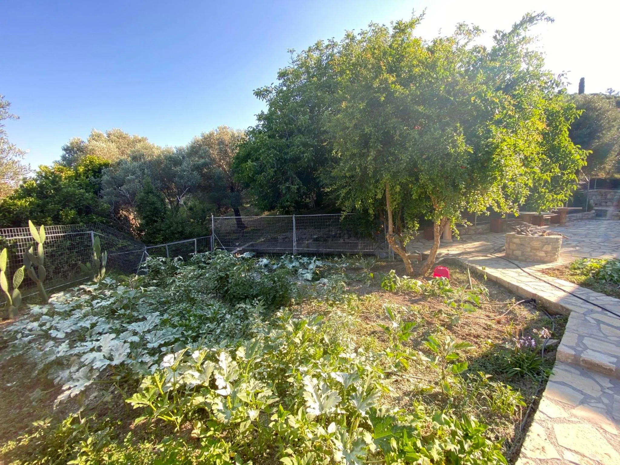 Garden in Villa Daskalogianni