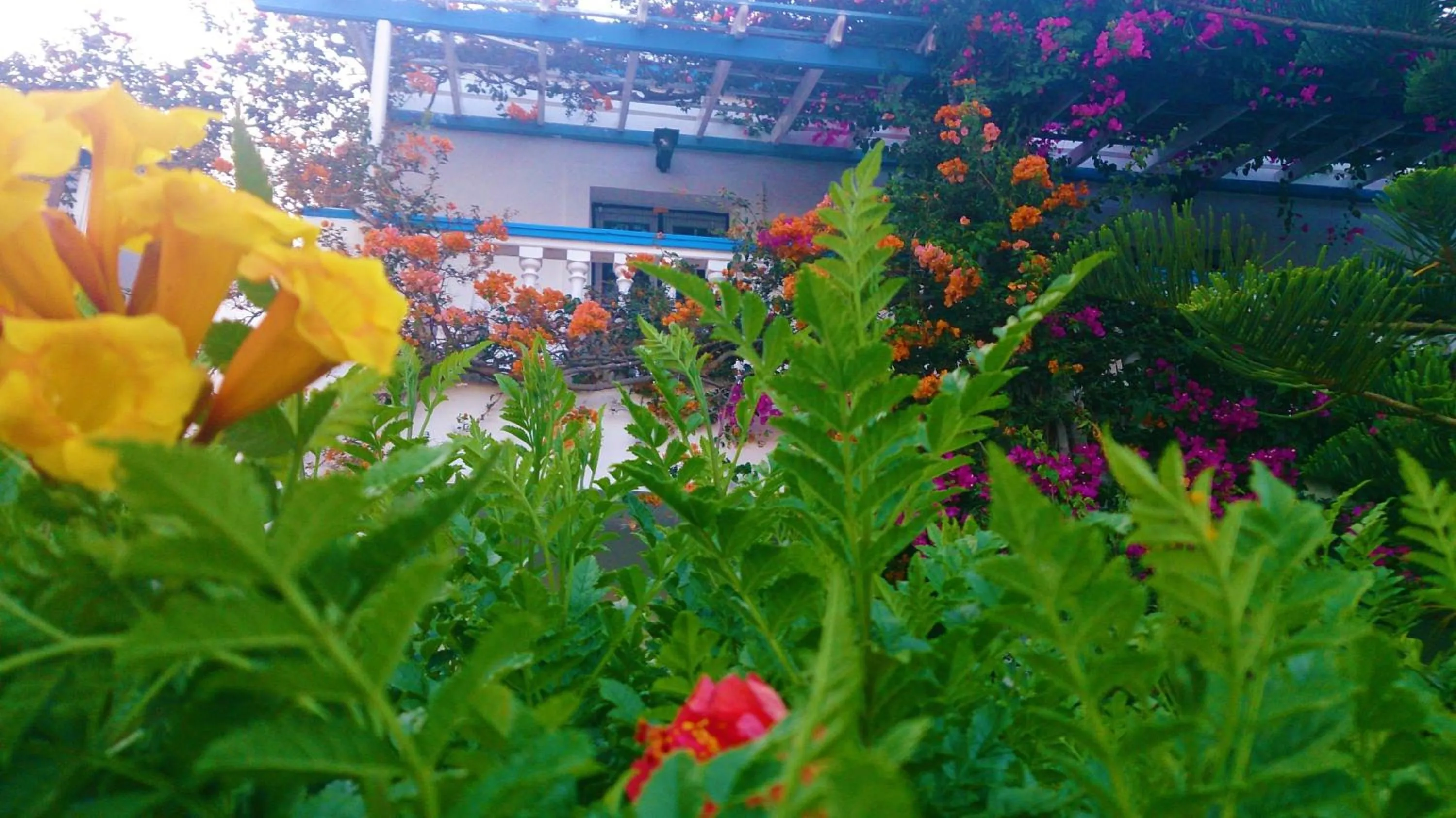 Garden view in Angelika