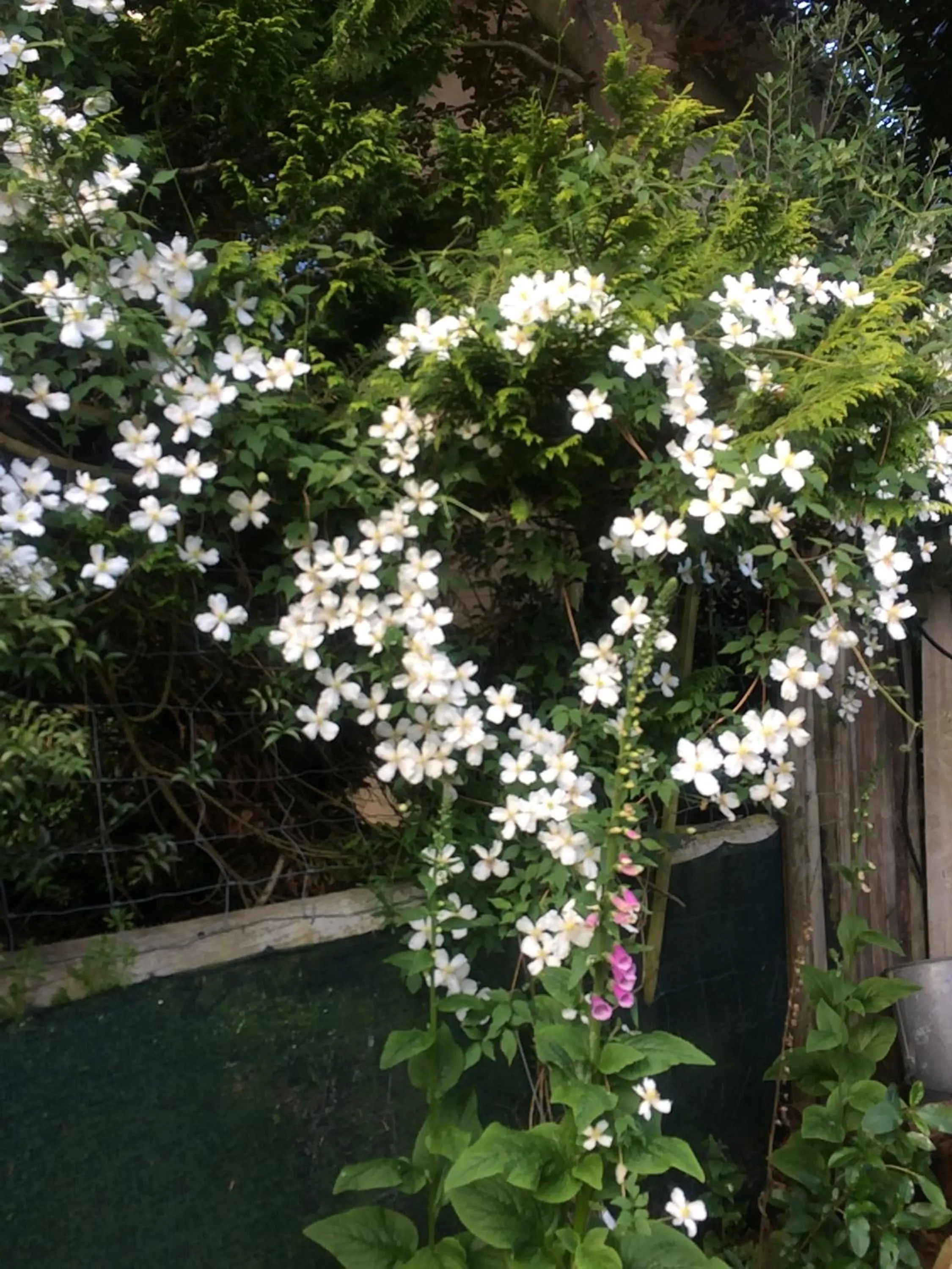 Garden in Brook House B&B & Cottages
