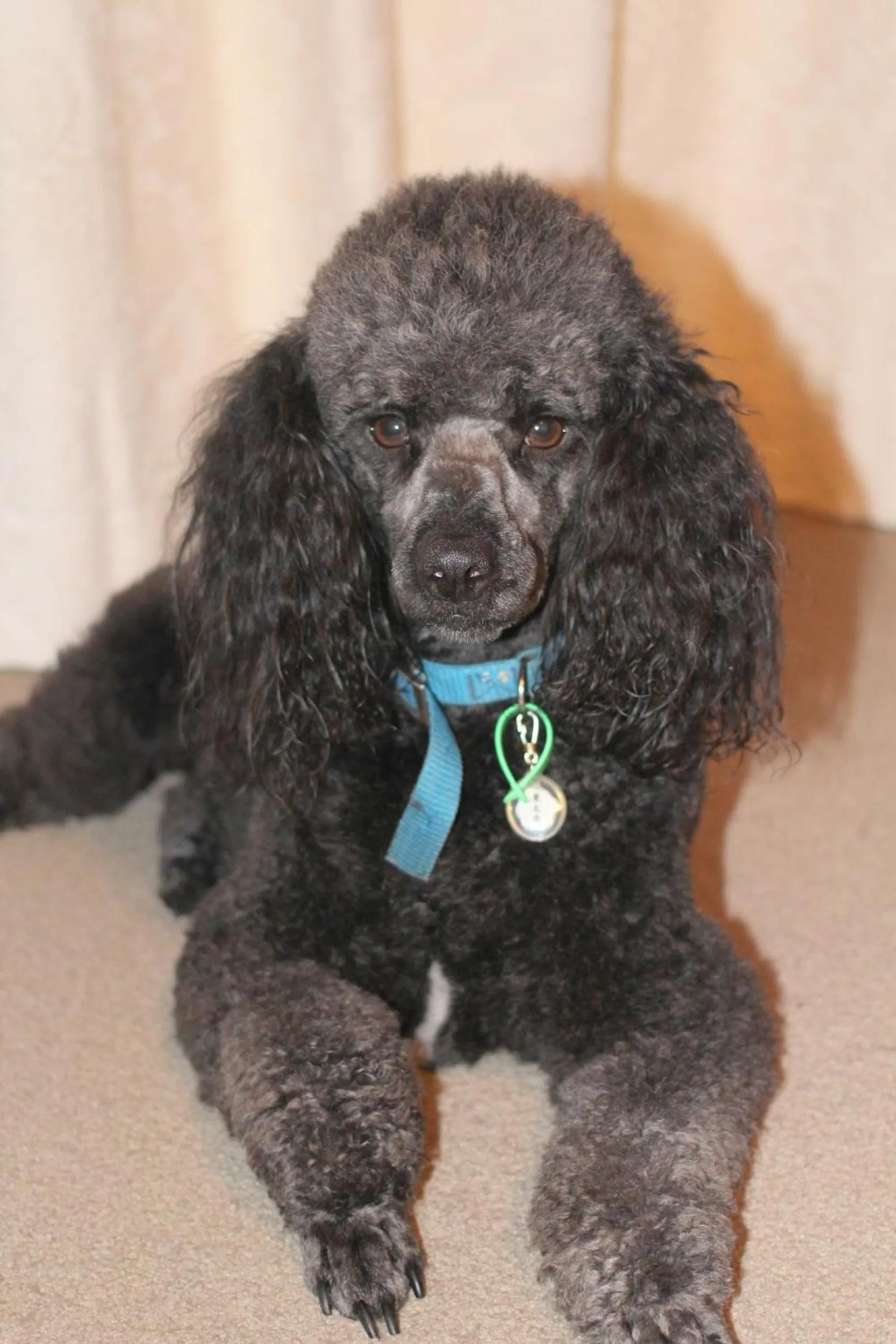 Pets in Brook House B&B & Cottages