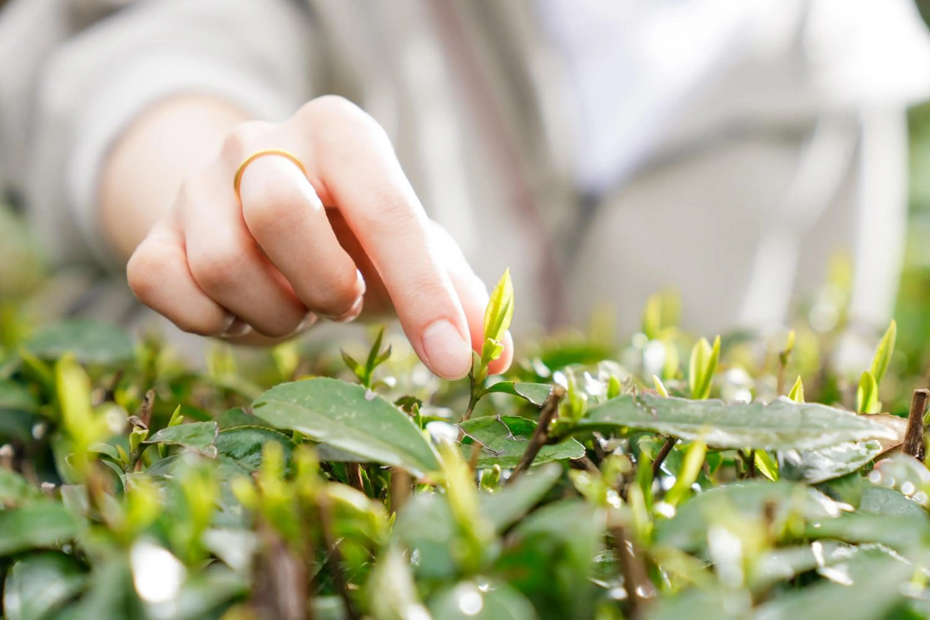 Spring in Le Meridien Emei Mountain Resort