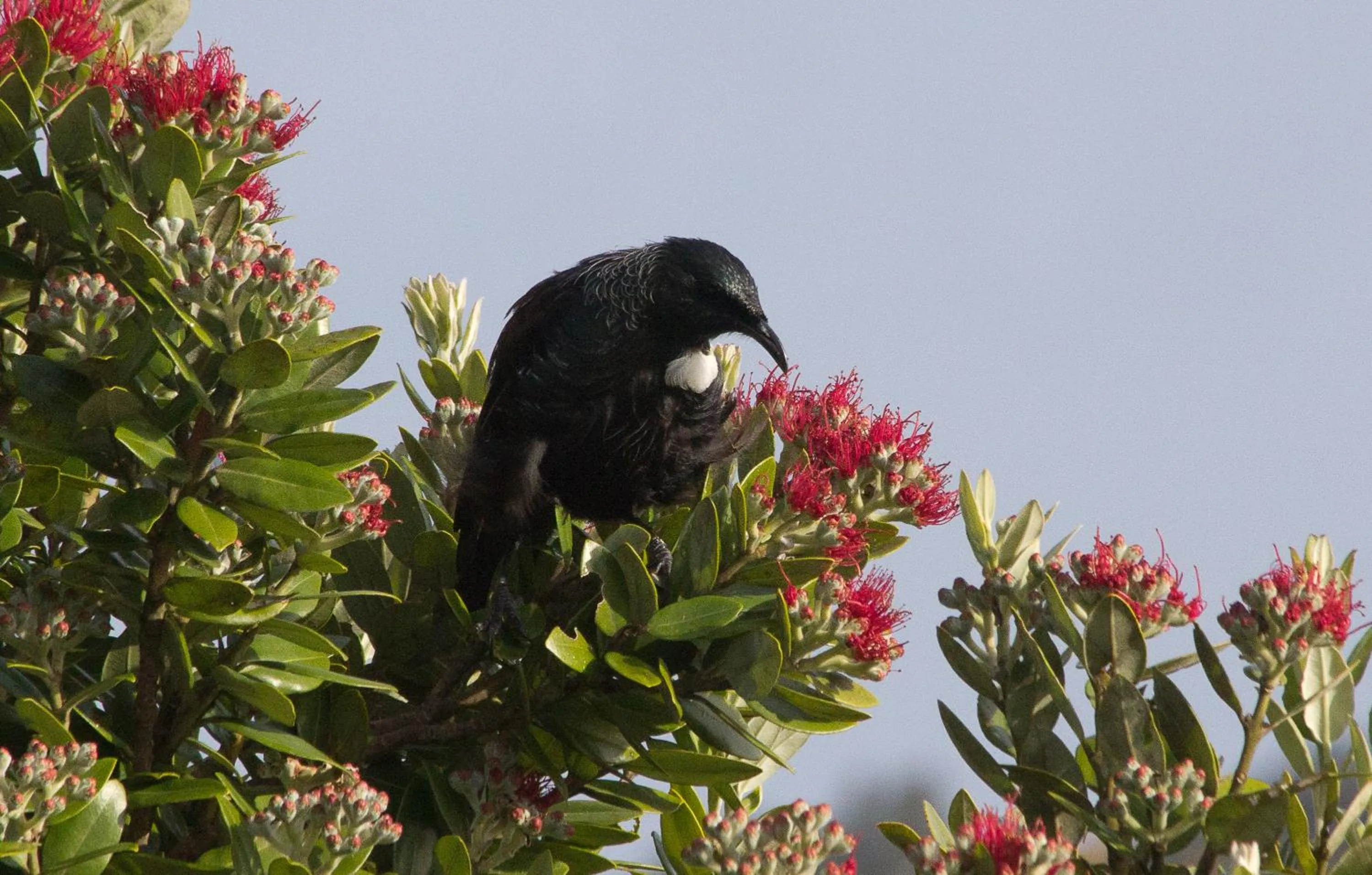 Natural landscape in Kowhai Lane Lodge