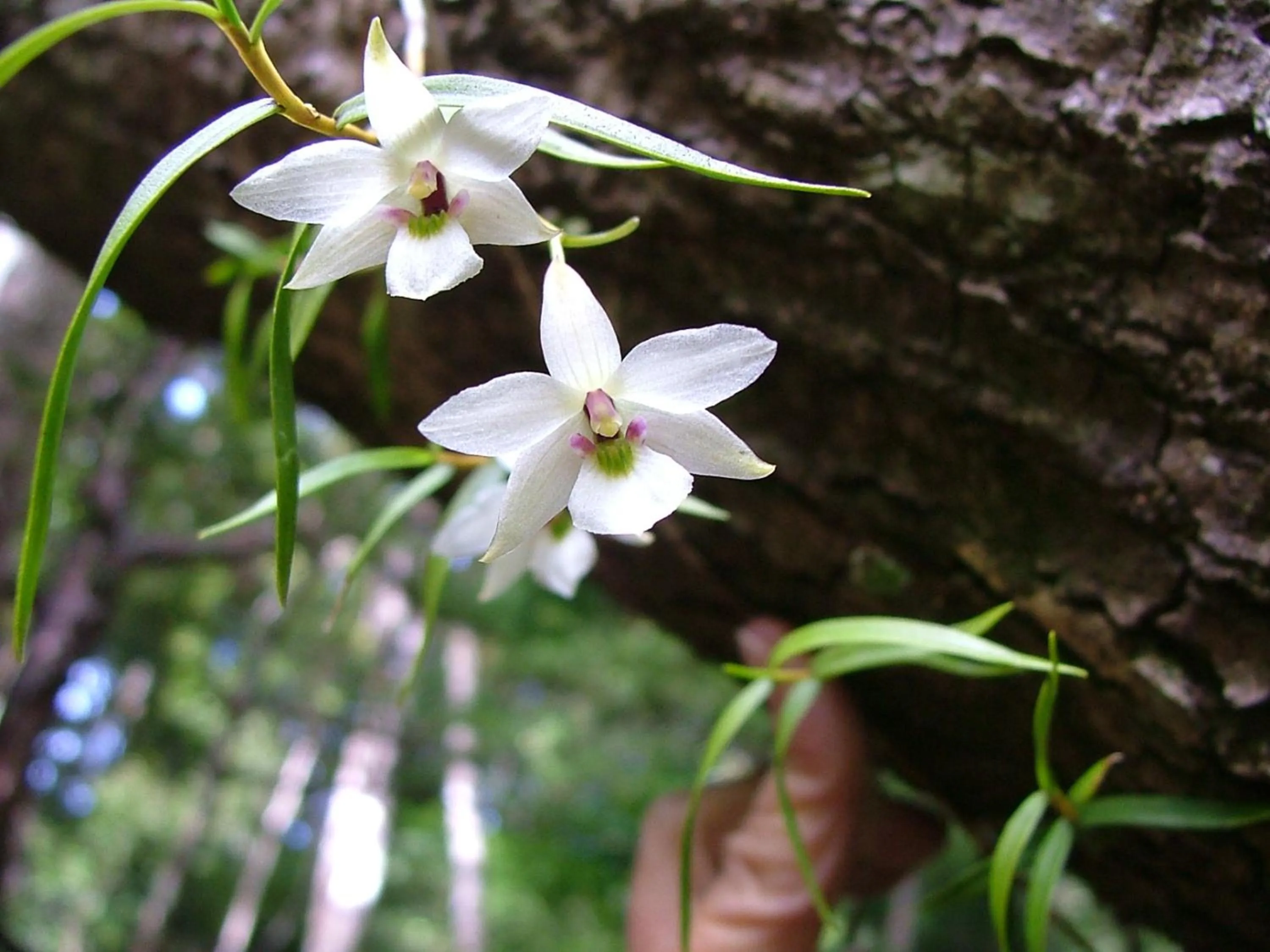 Natural landscape in Kowhai Lane Lodge