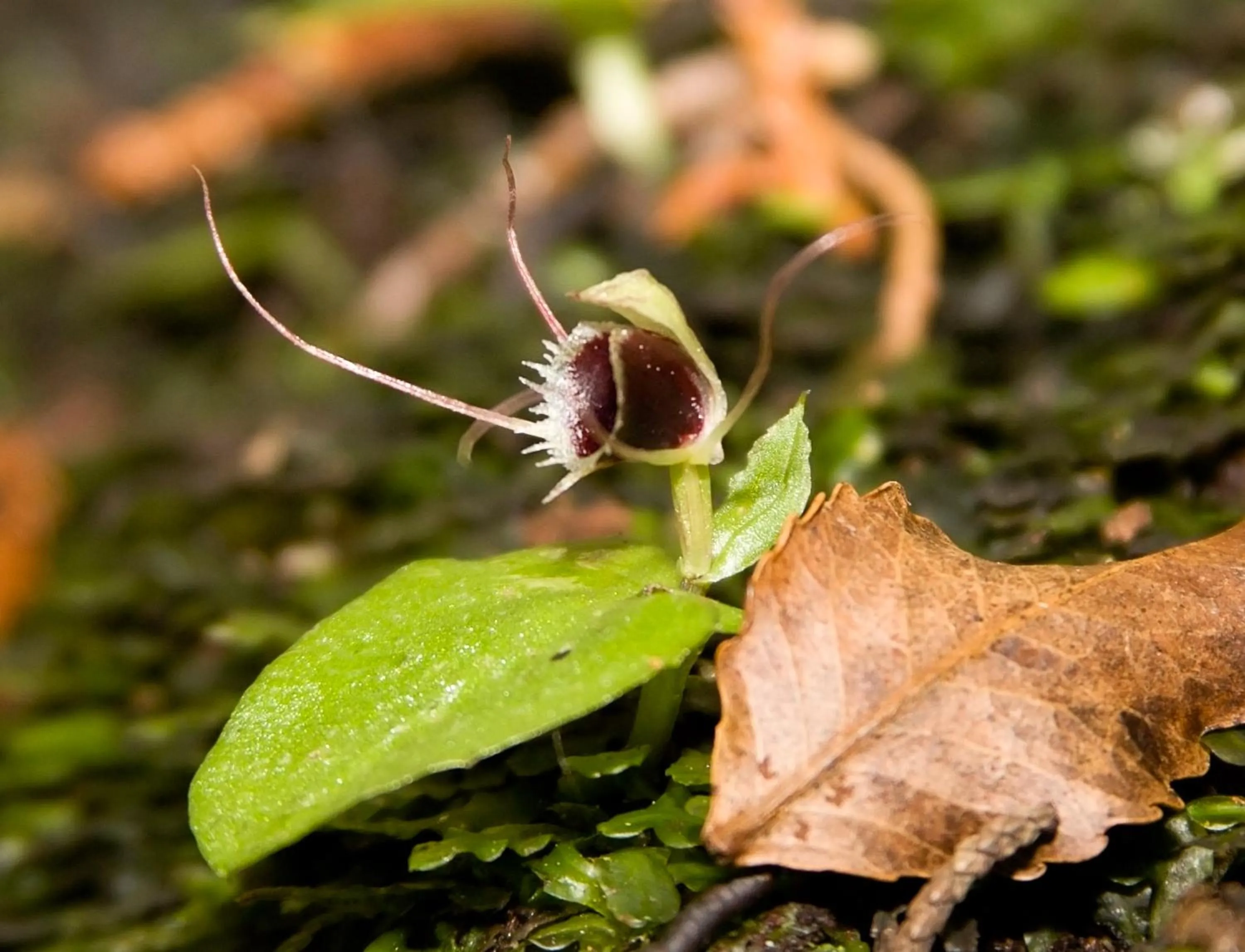 Natural landscape in Kowhai Lane Lodge