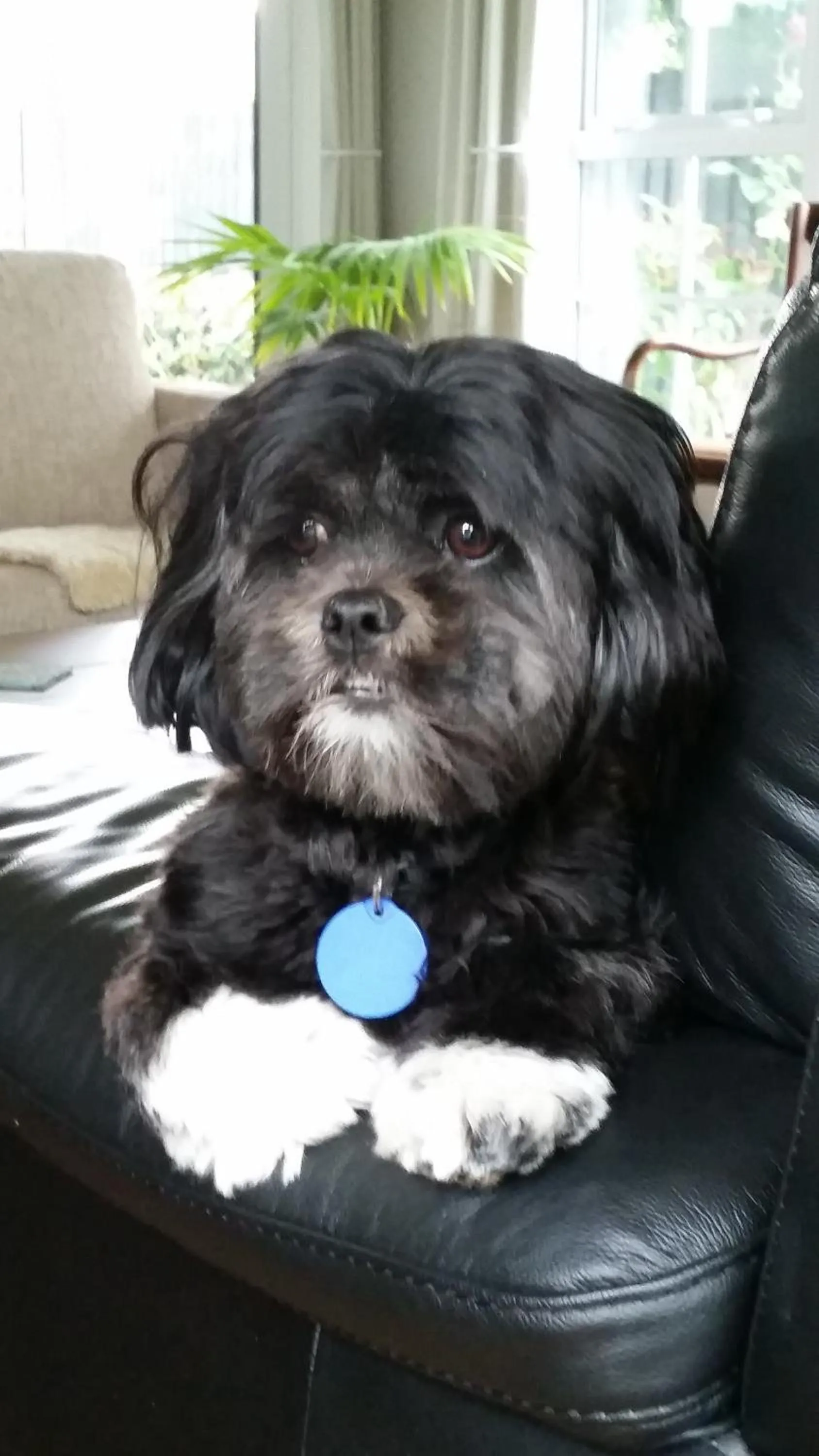 Pets in Olive House Bed and Breakfast