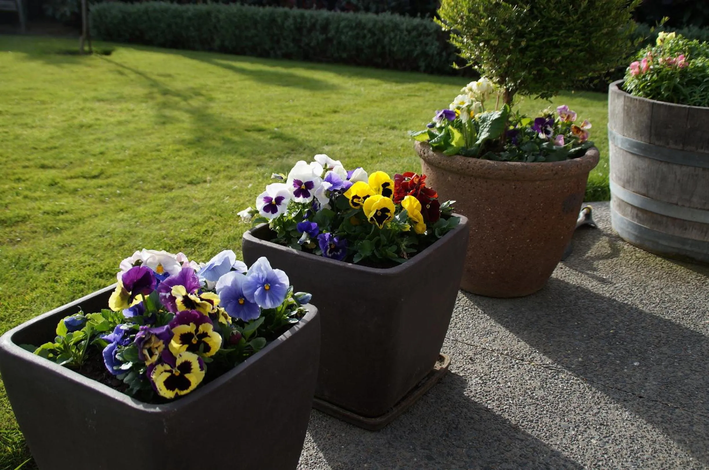 Garden in Olive House Bed and Breakfast