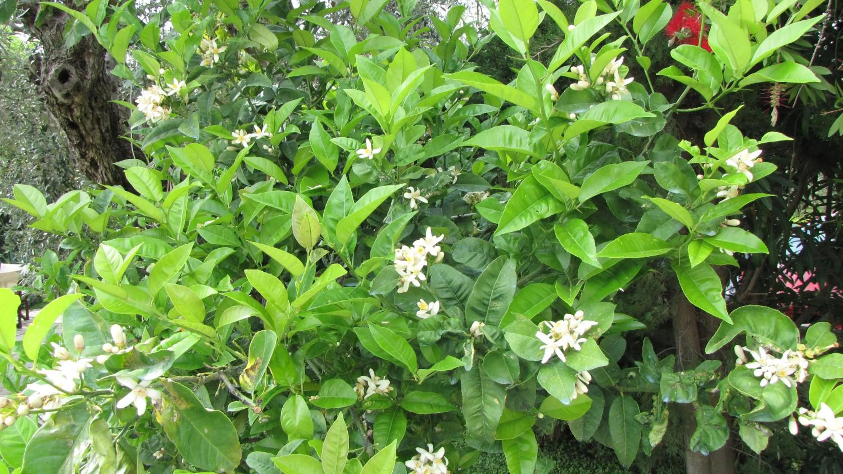 Spring in Palirria Hotel & Studios