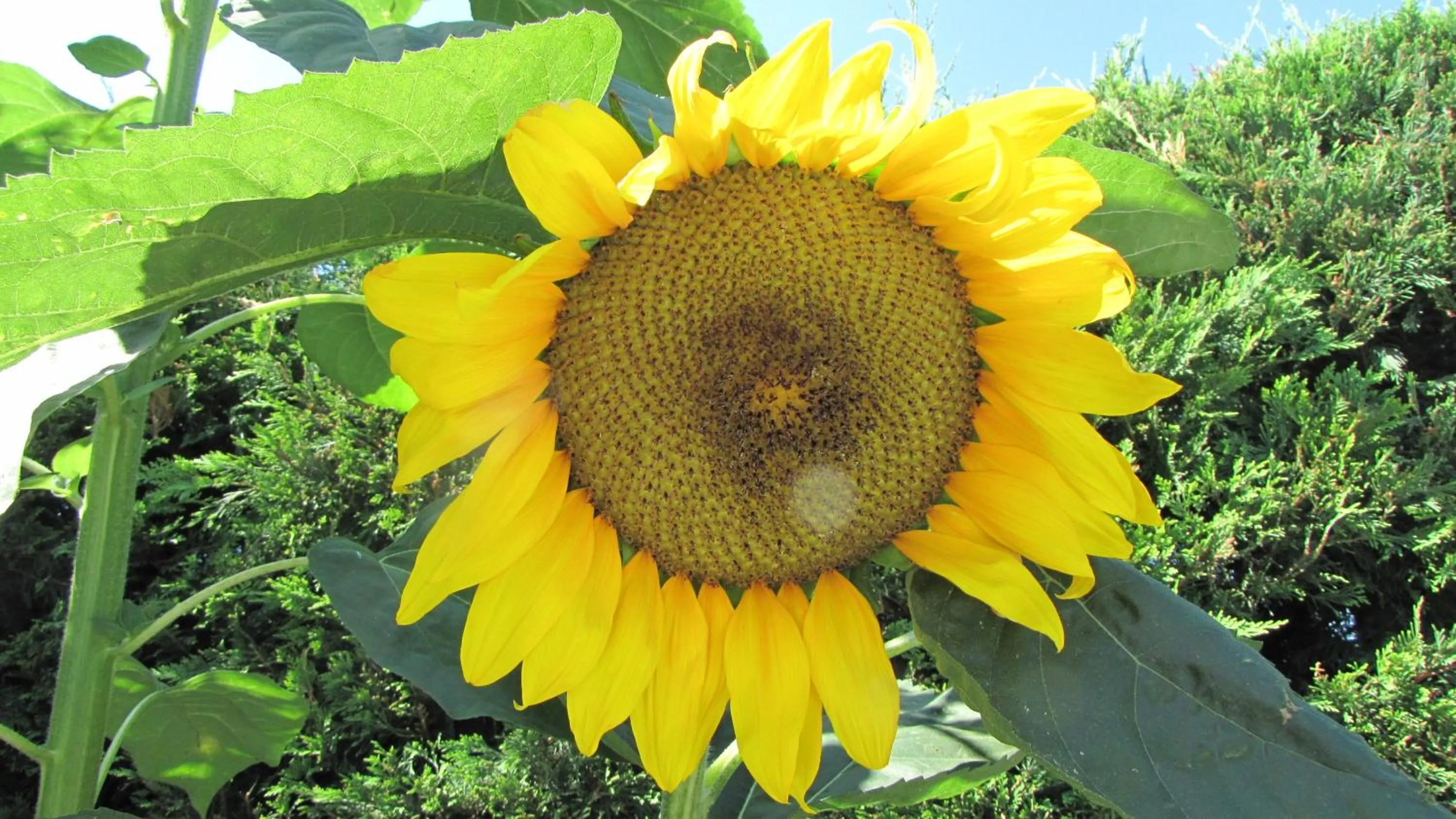 Spring in Palirria Hotel & Studios