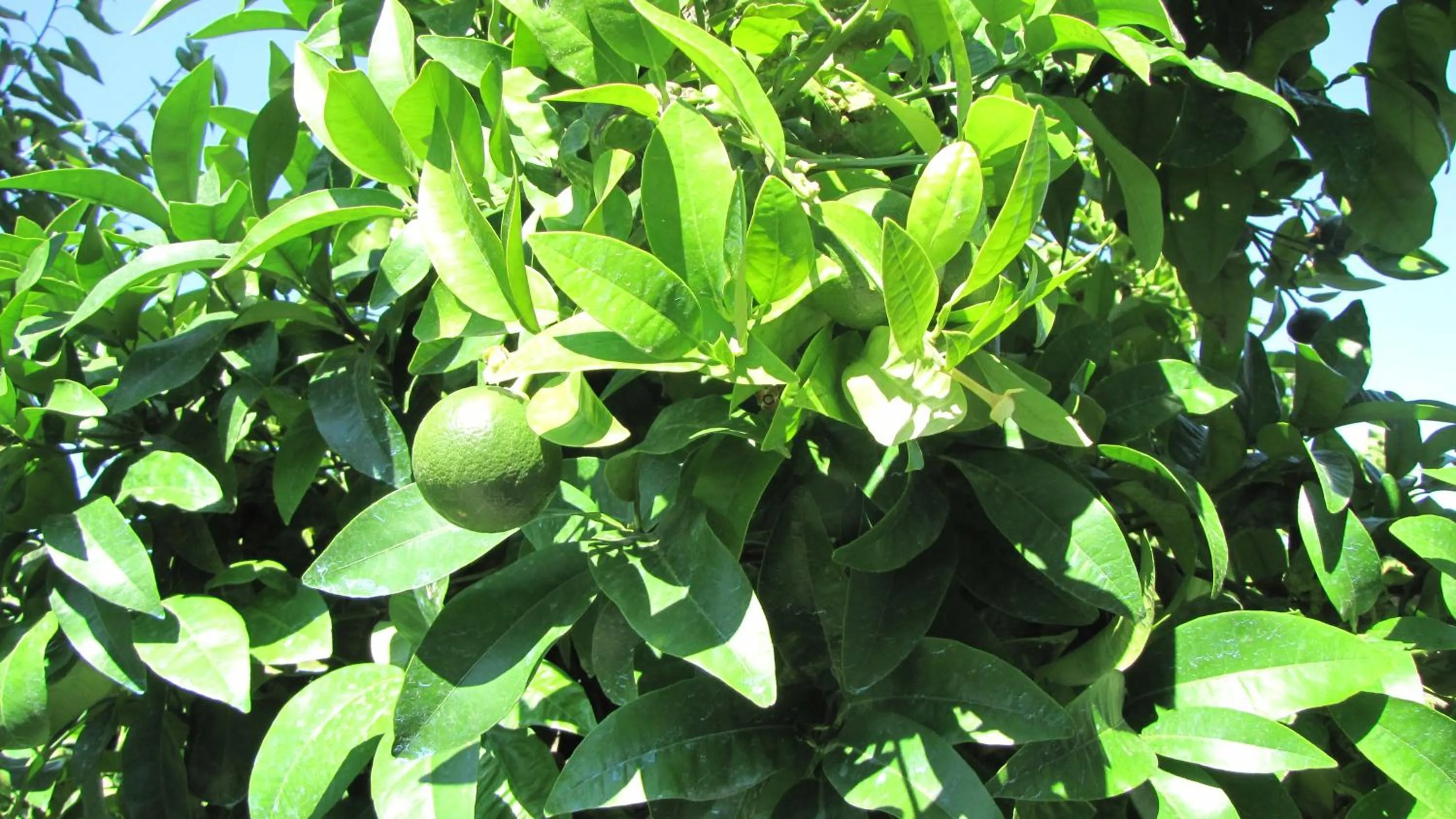 Spring in Palirria Hotel & Studios