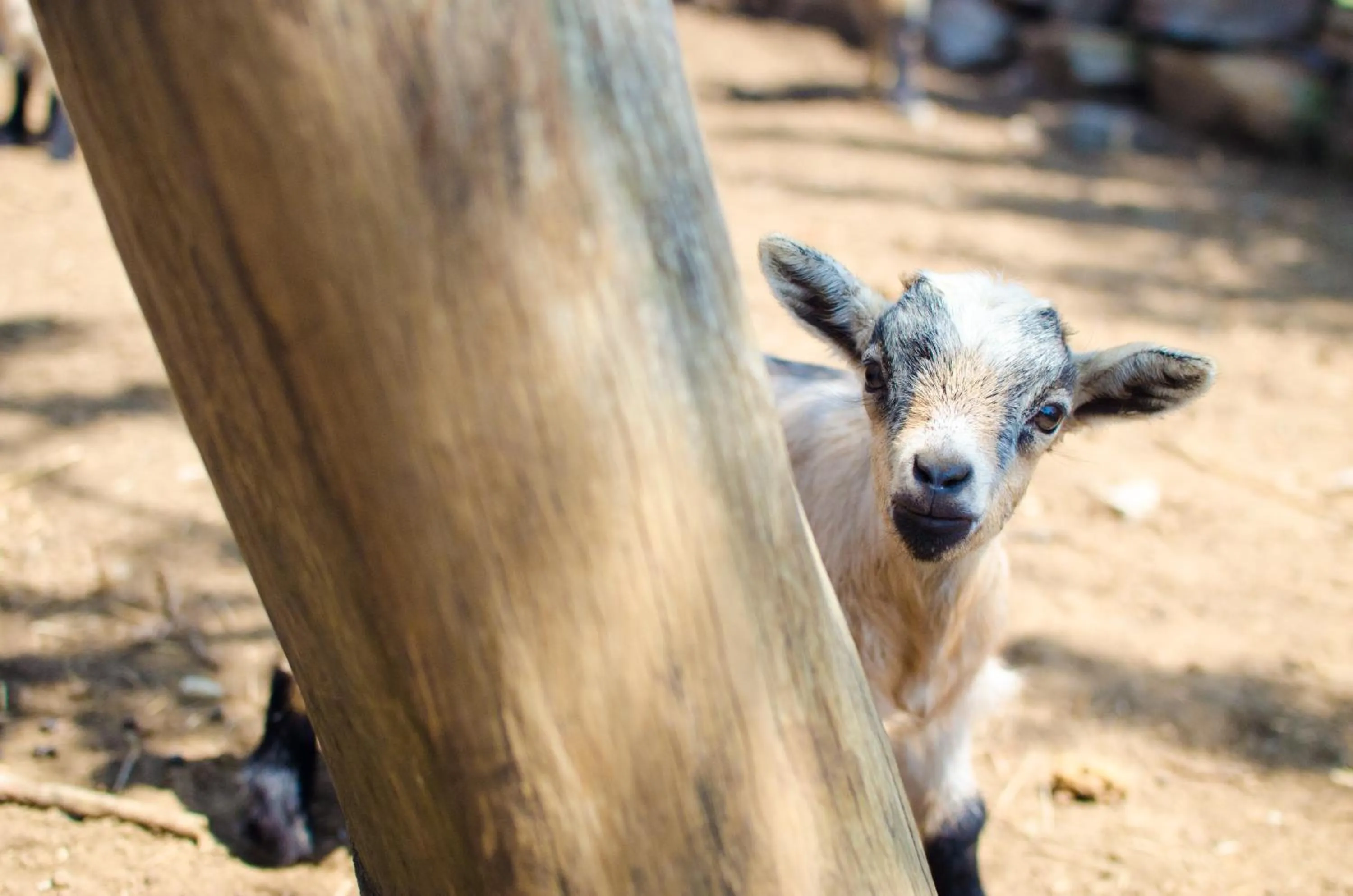 Animals in Gooderson Kloppenheim Country Estate