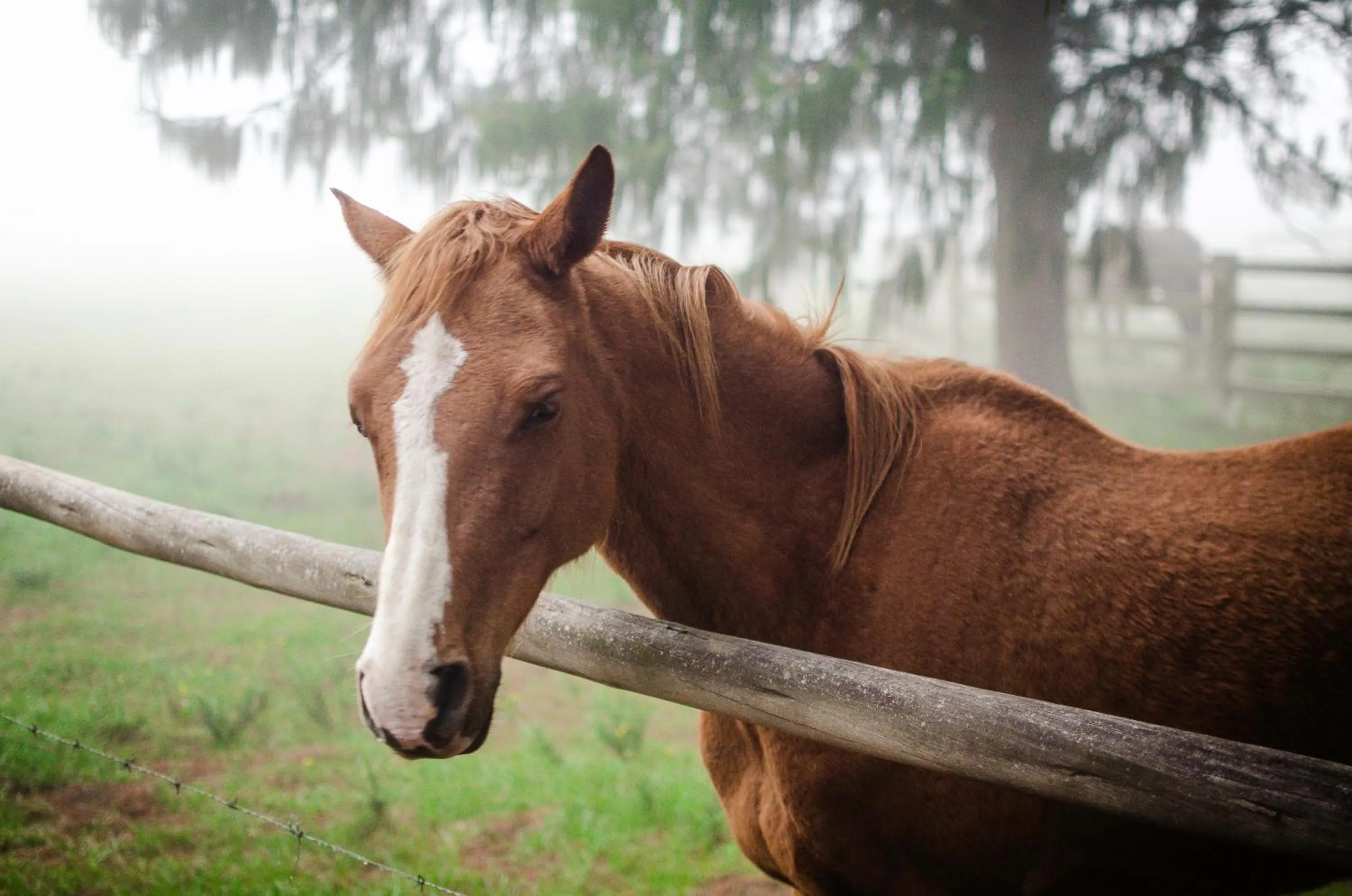 Animals in Gooderson Kloppenheim Country Estate