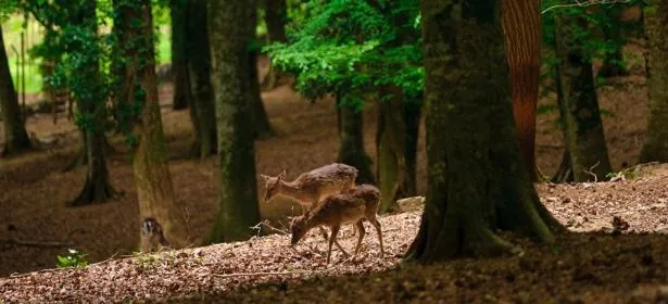 Animals in Albergo Villa Bianca