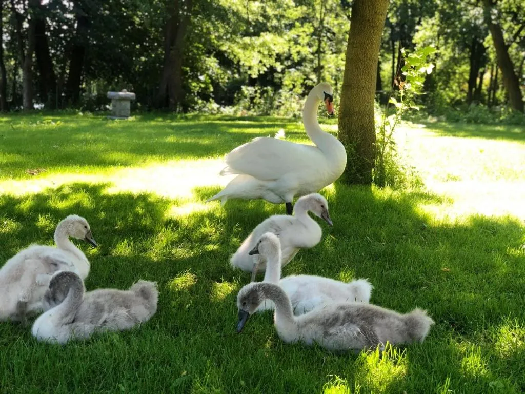 Garden in Seehotel Villago