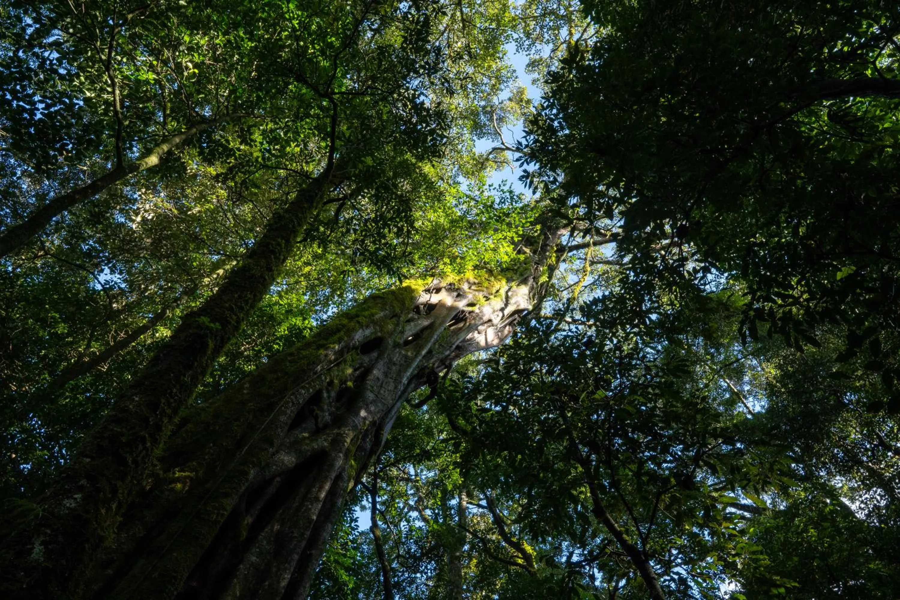 Natural landscape in Koora Monteverde a Cloud Forest Hotel by Sandglass
