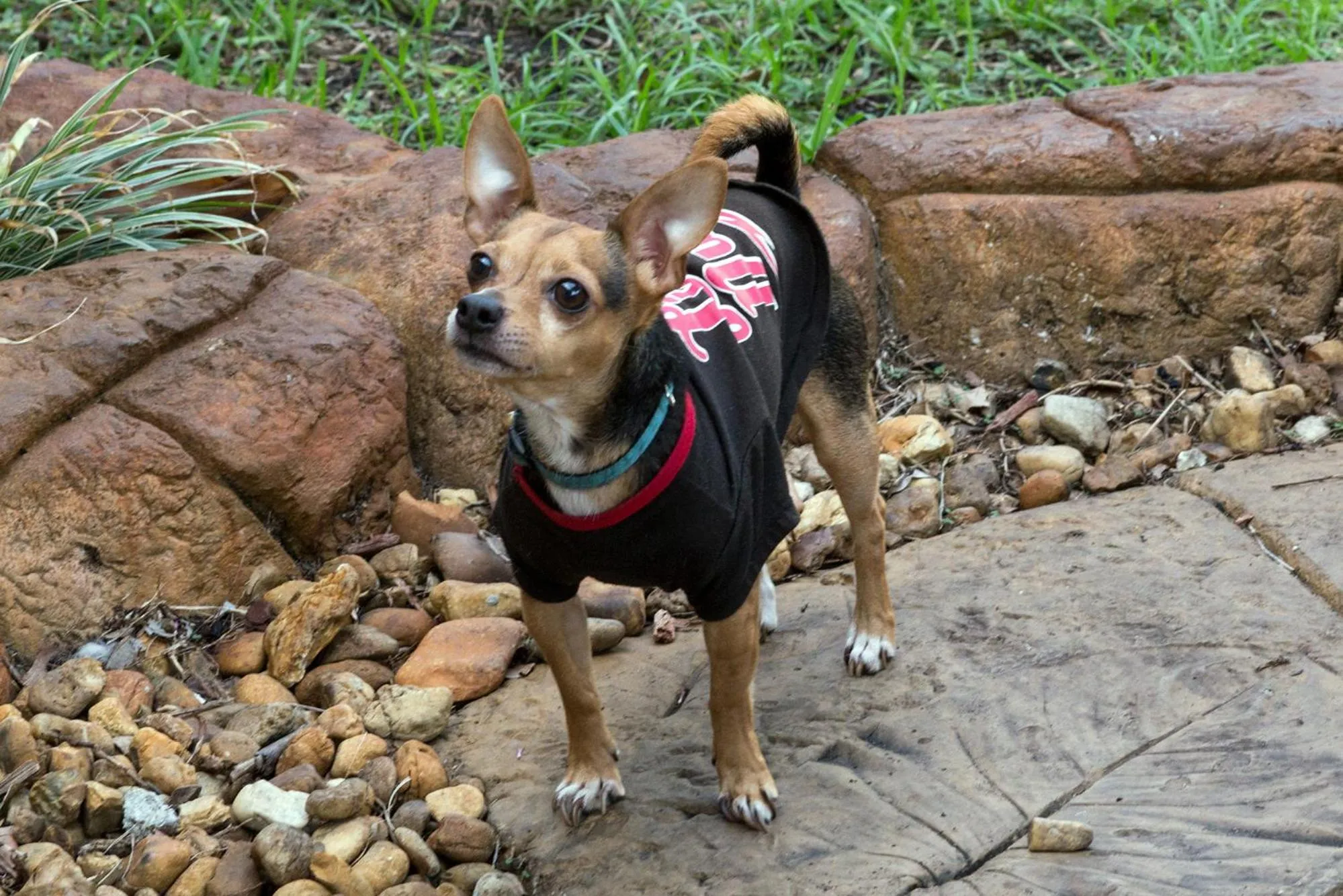 Economy Double Room in Richard's Pet Friendly Motel