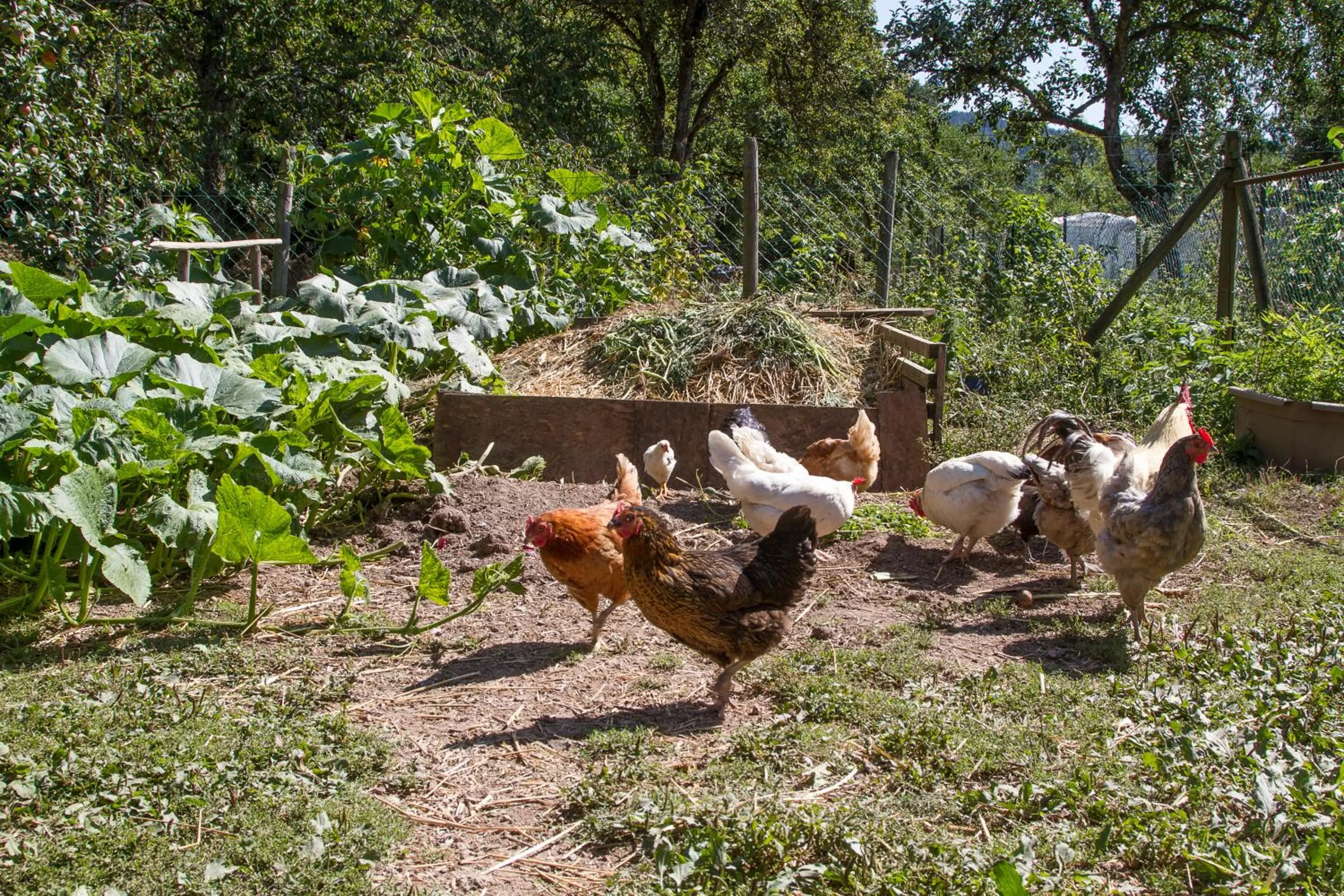 Animals in Chambres d'hôtes Domaine des Iris