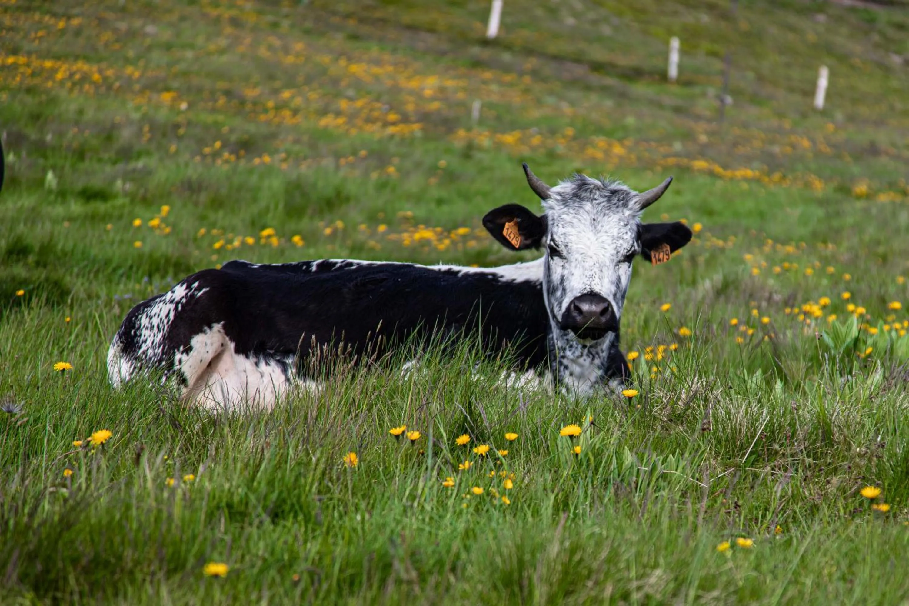 Natural landscape in Chambres d'hôtes Domaine des Iris