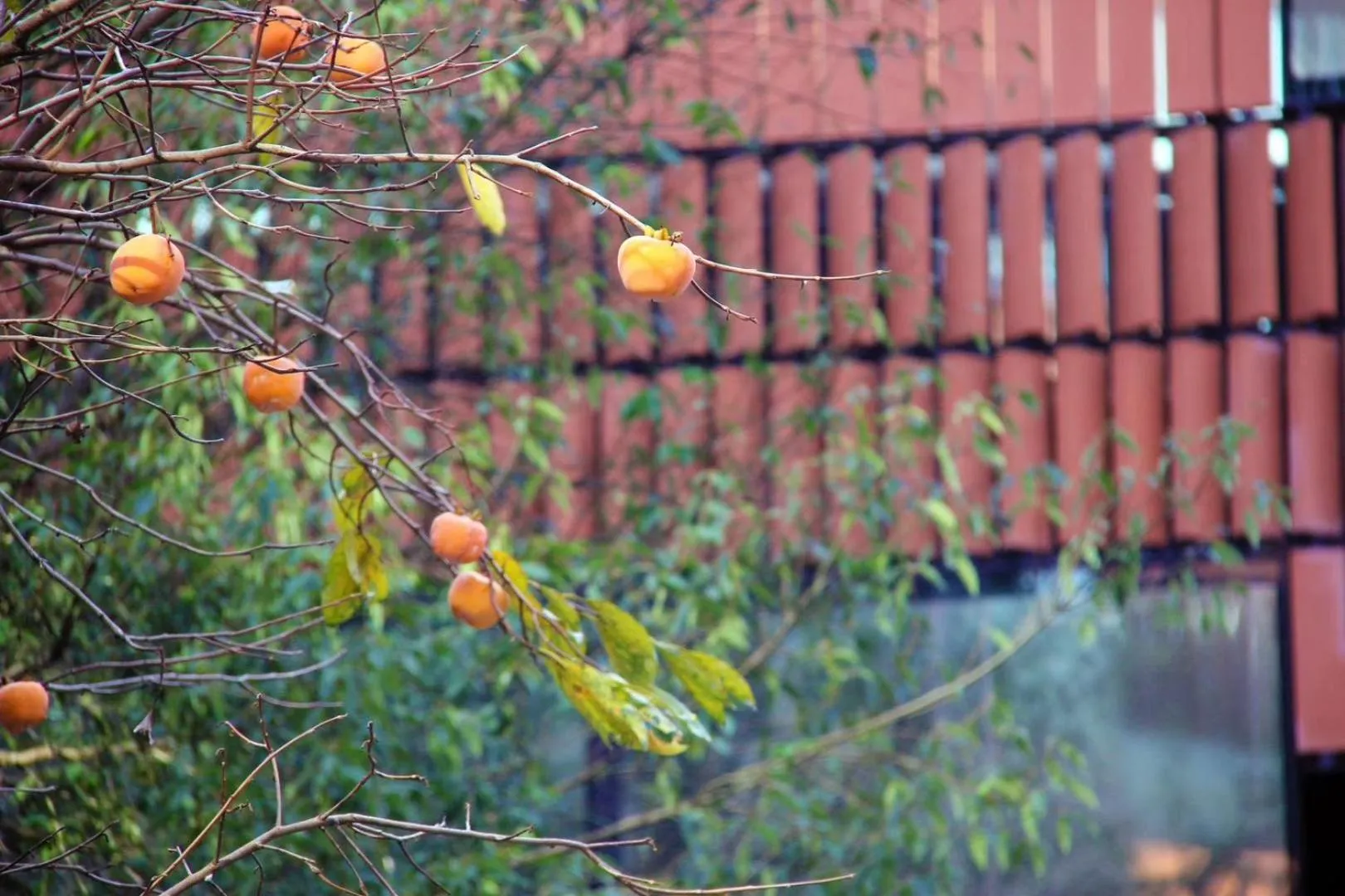 Garden view in HUALUXE Shanghai Twelve At Hengshan