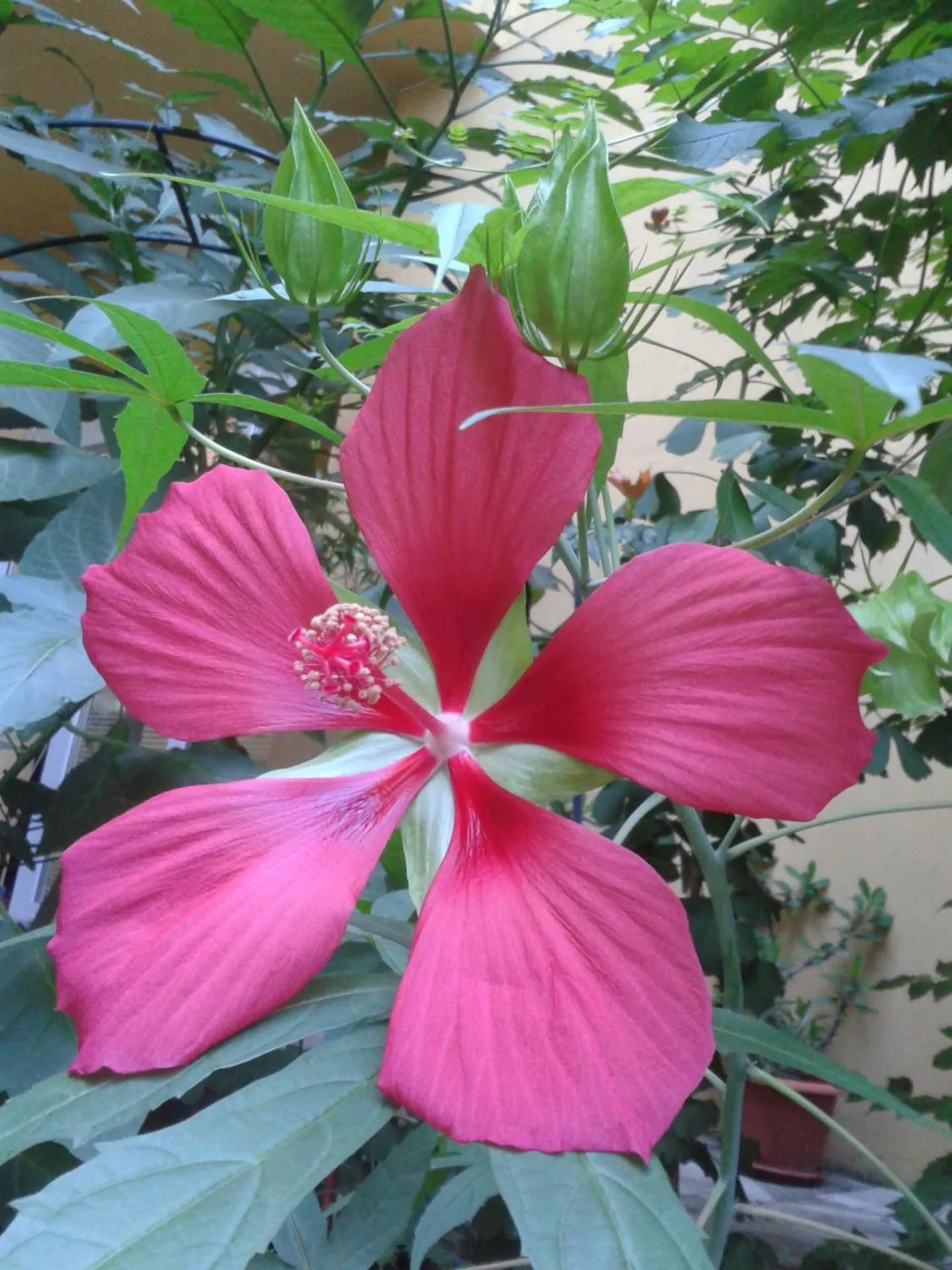 Garden in The Colourful Mansion Hotel