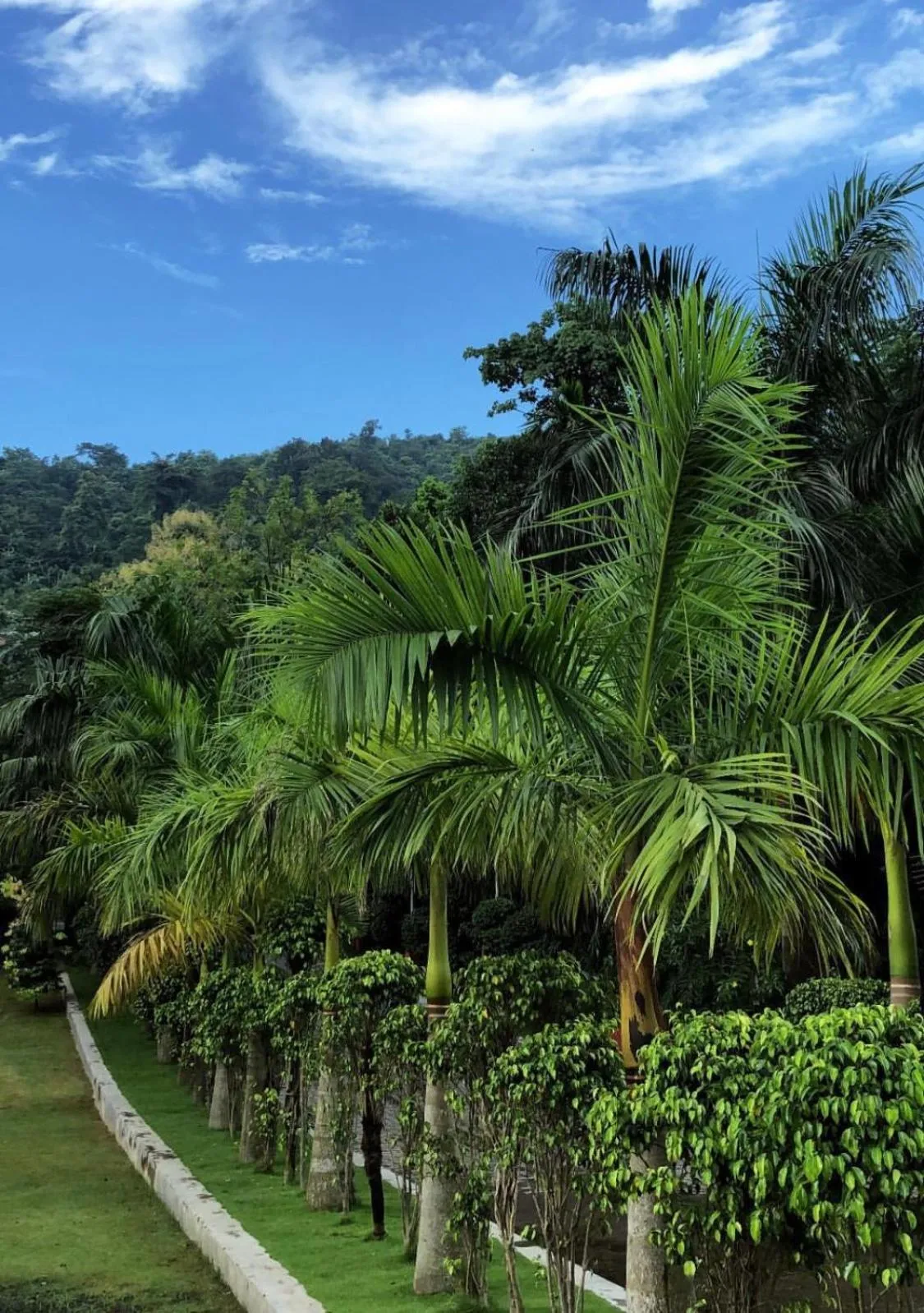 Garden in The Greenwood Resort, Guwahati