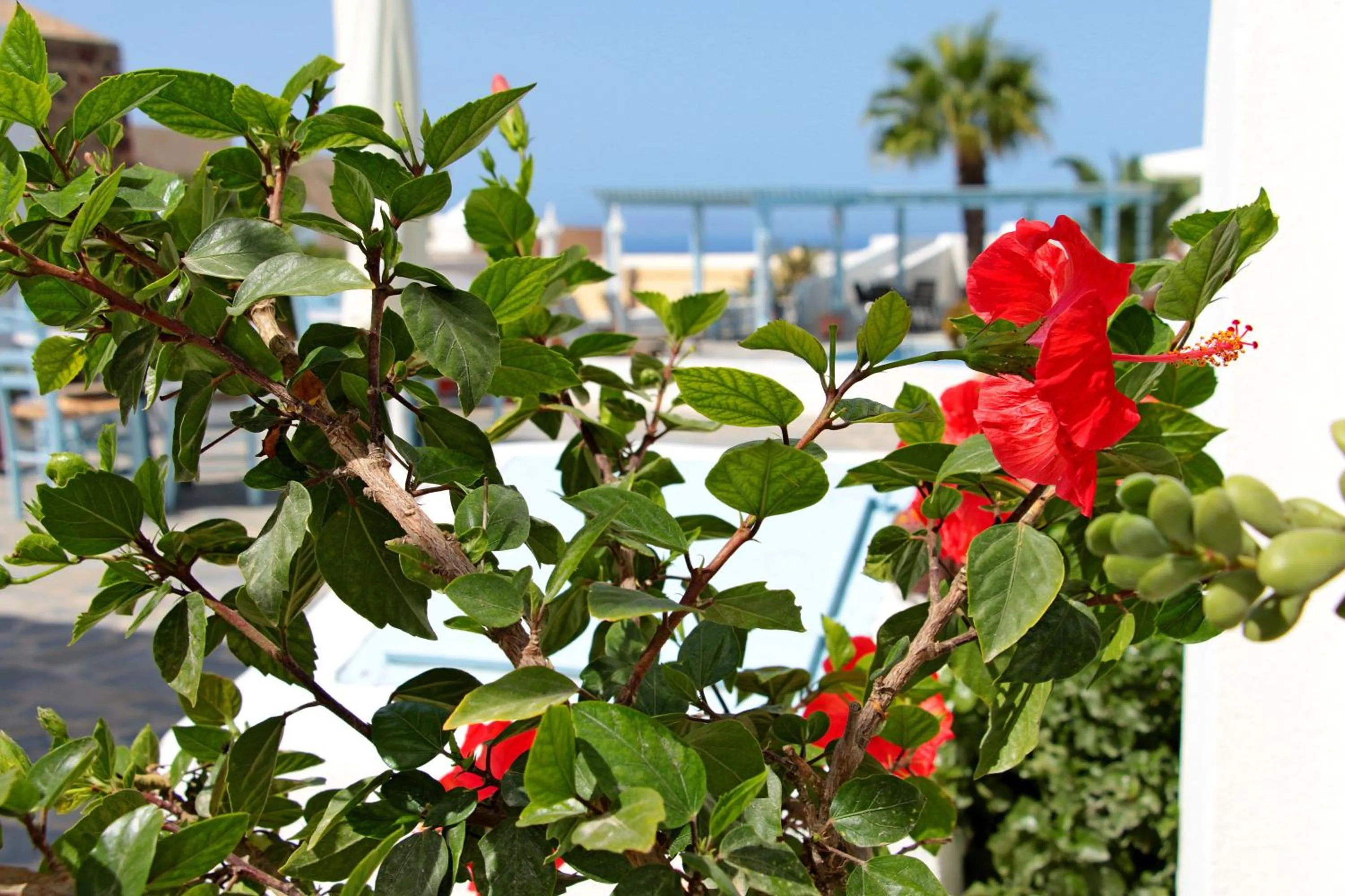 Day in Aethrio Sunset Village - Oia