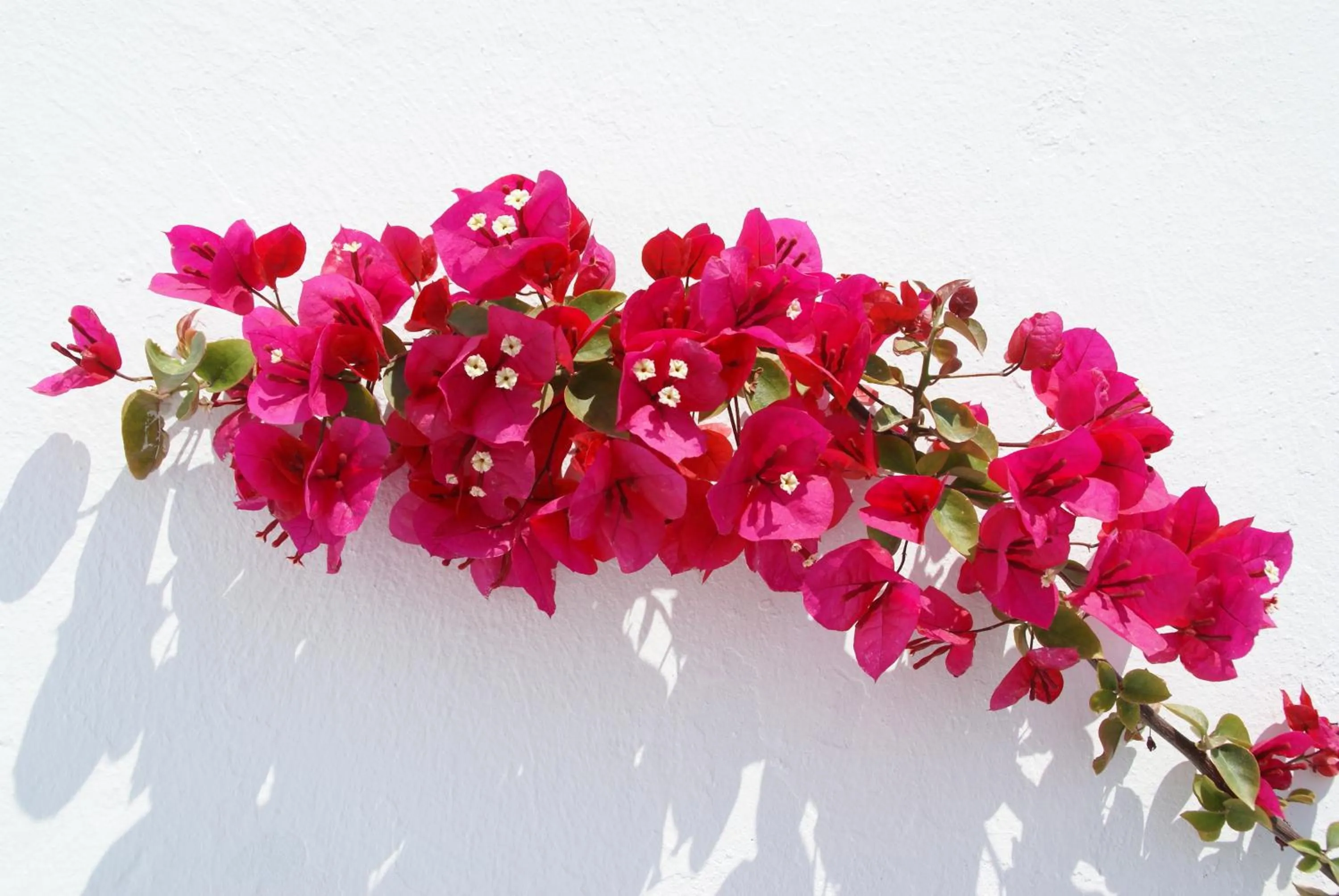 Day in Aethrio Sunset Village - Oia