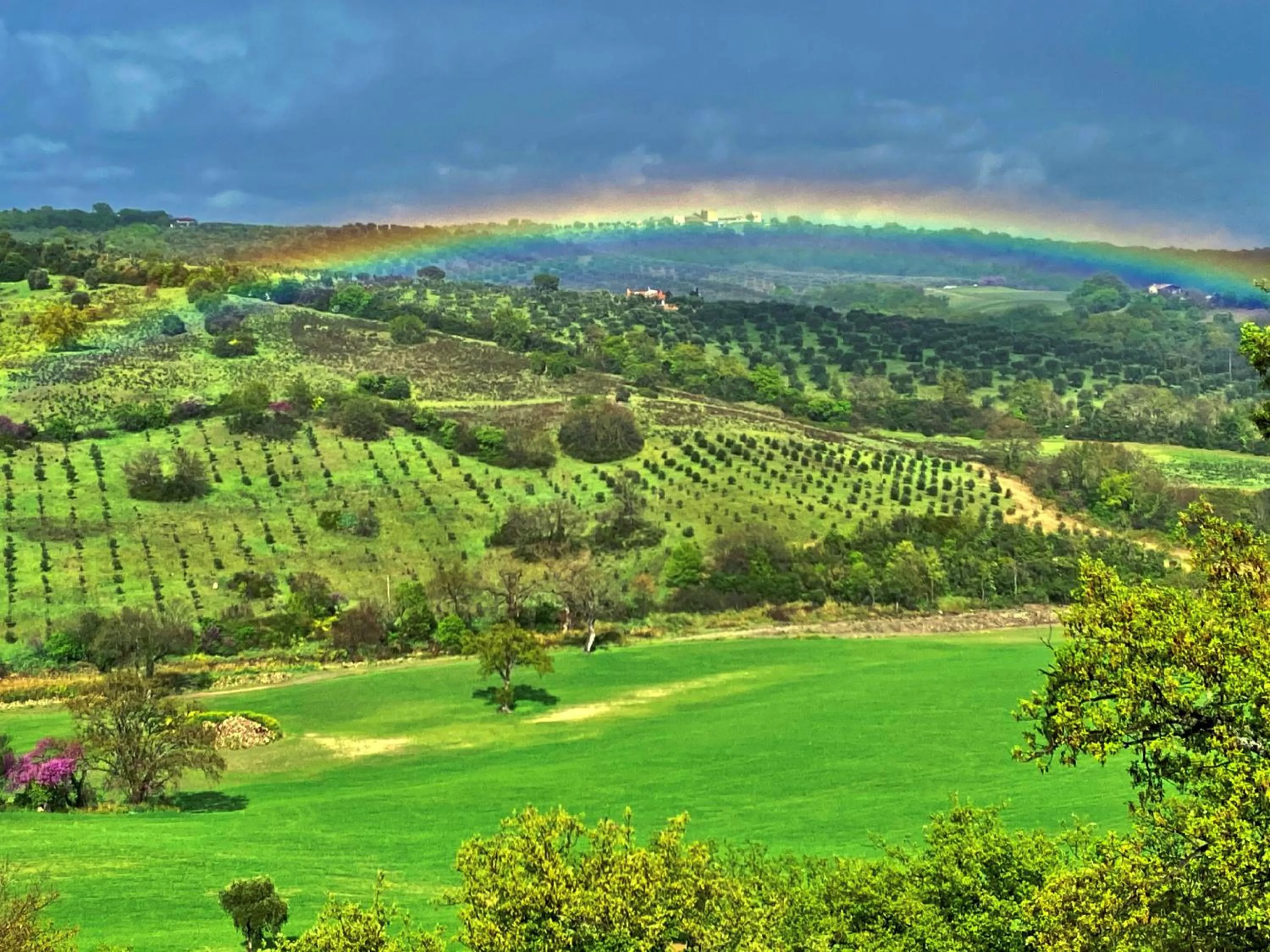 View (from property/room) in Le Tartarughe rooms