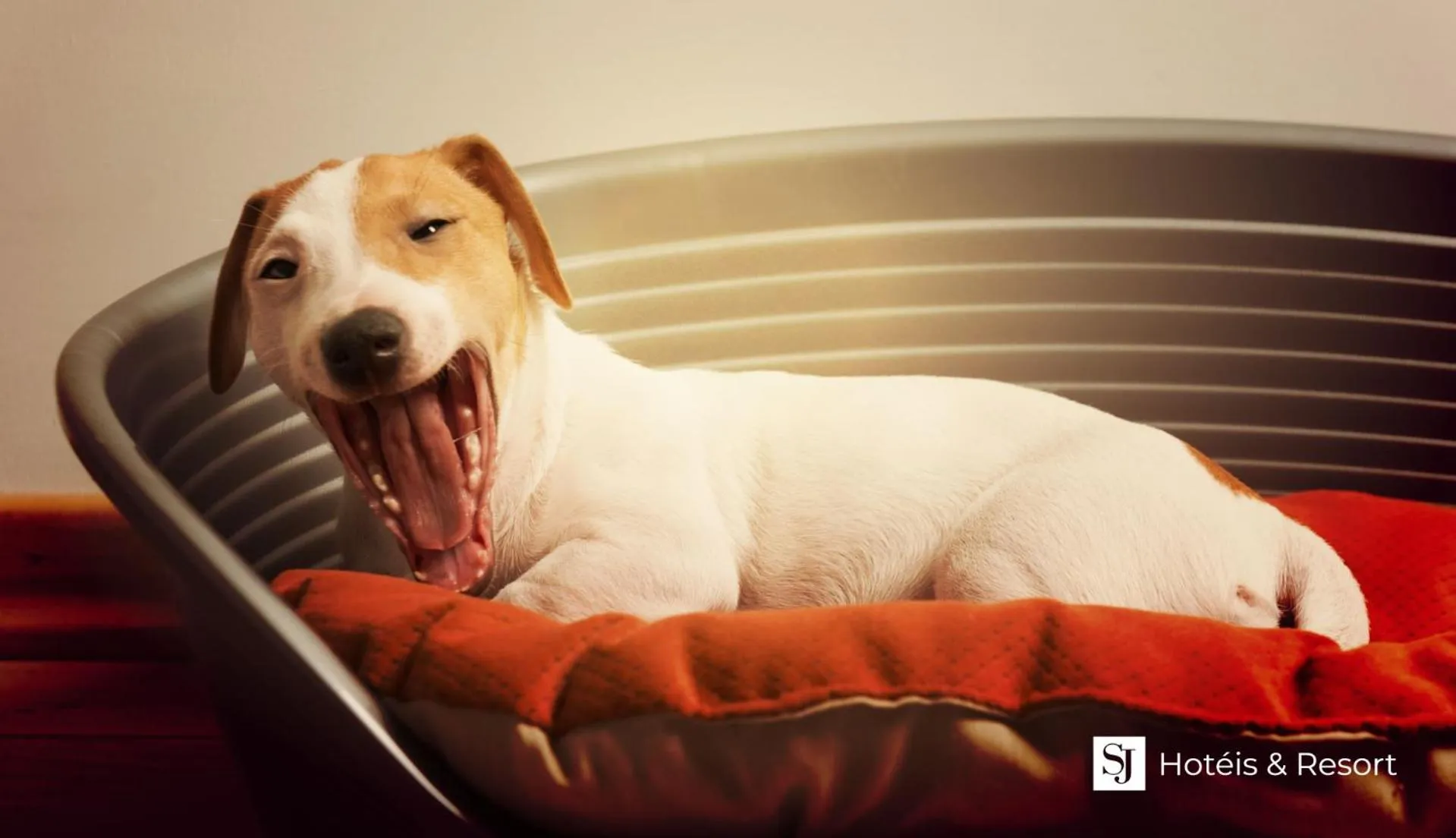 Animals in SJ Royal - San Juan Curitiba