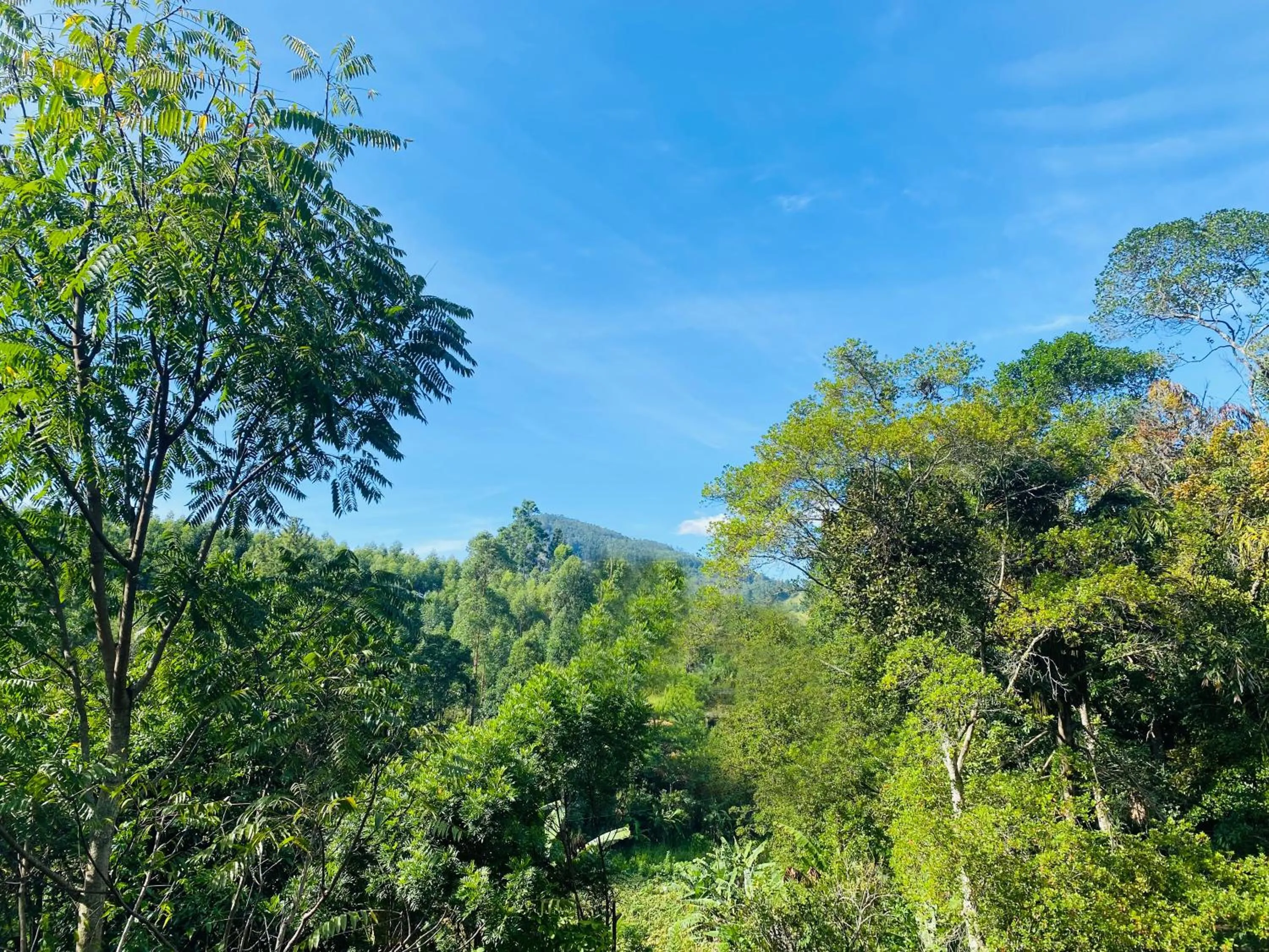 Mountain view in Misty Elegance - Ella.