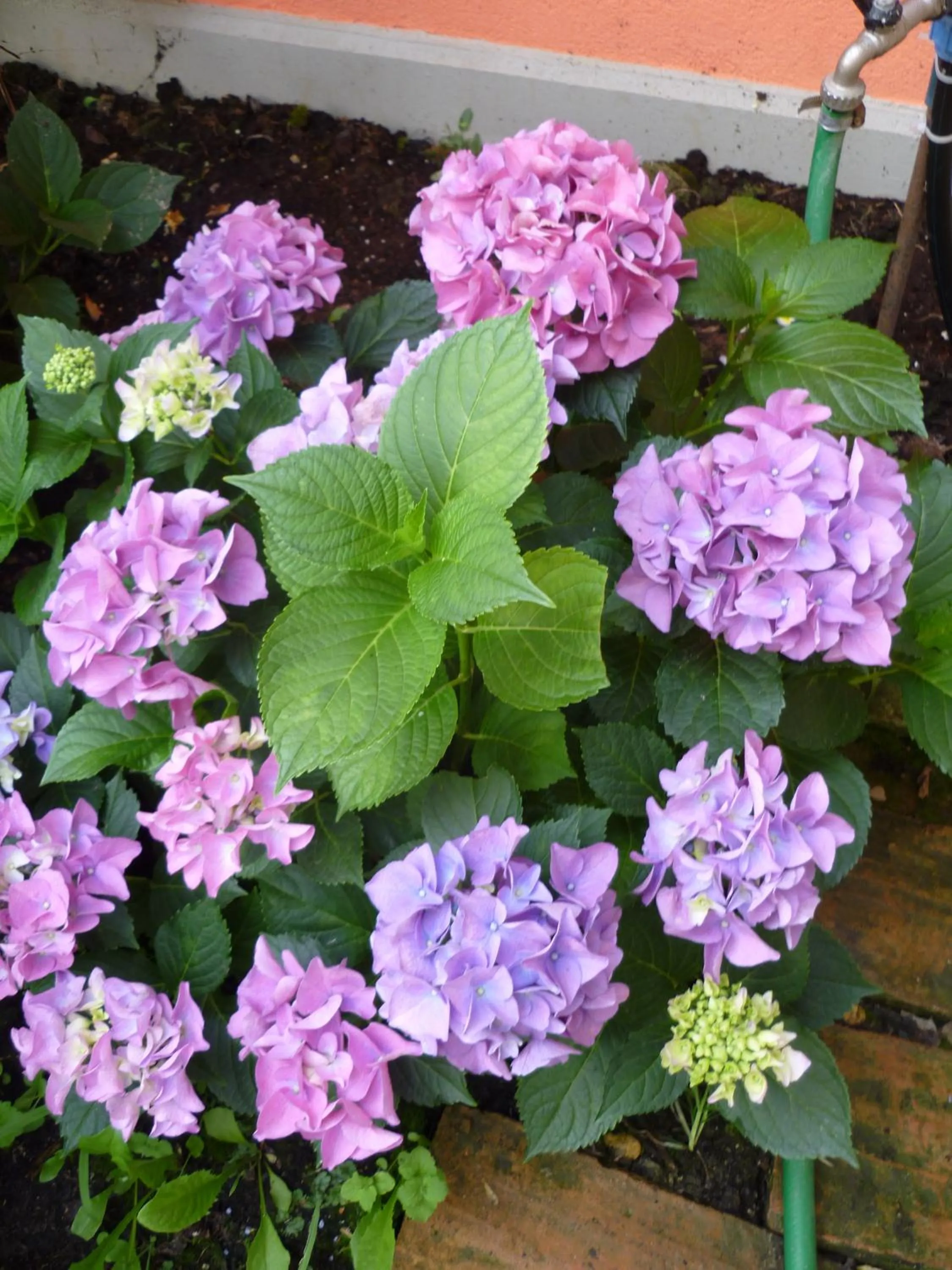 Garden in Agriturismo Corte Carolina