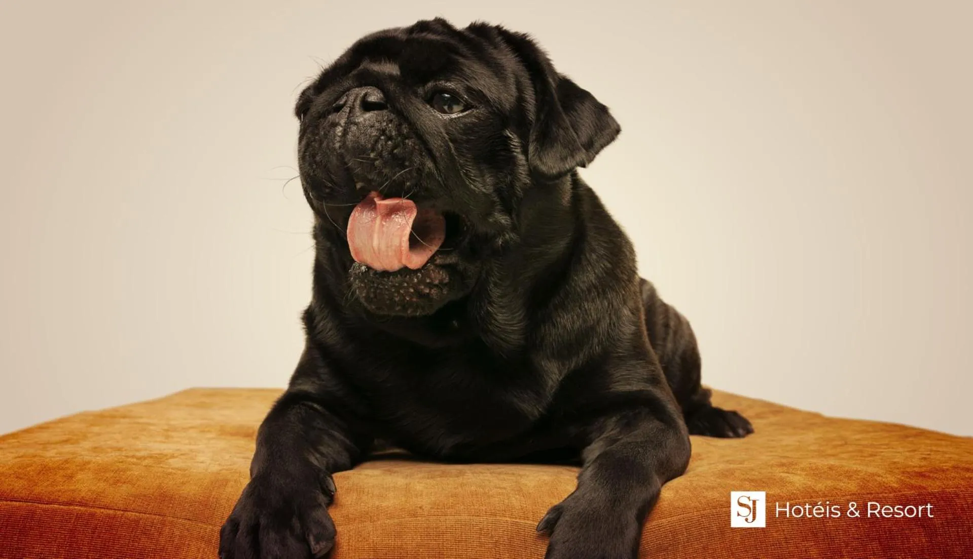 Animals in SJ Business - San Juan São Paulo