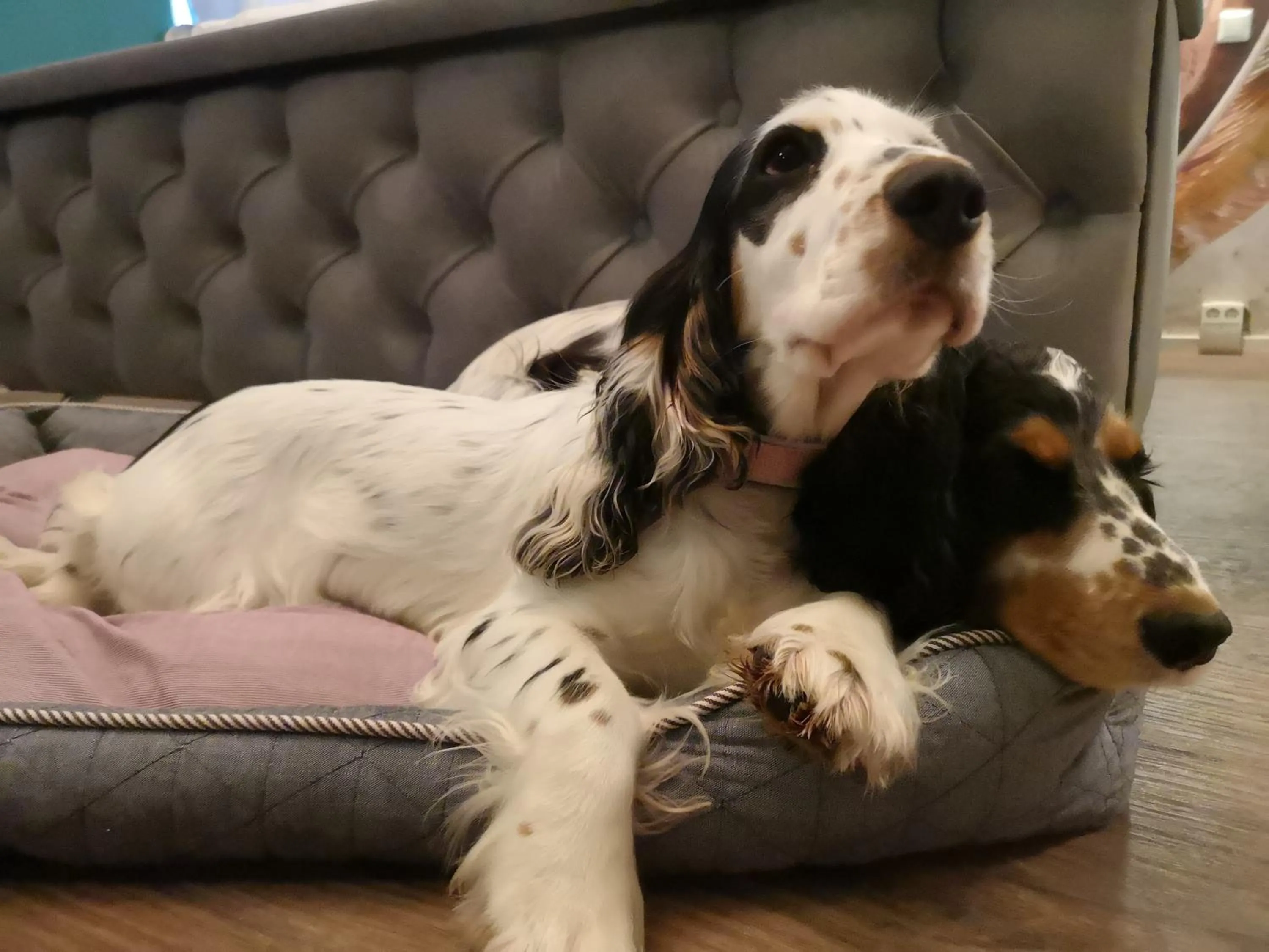 Animals in Boutique Hotel & Bio Wirtshaus Schwarzer Bock