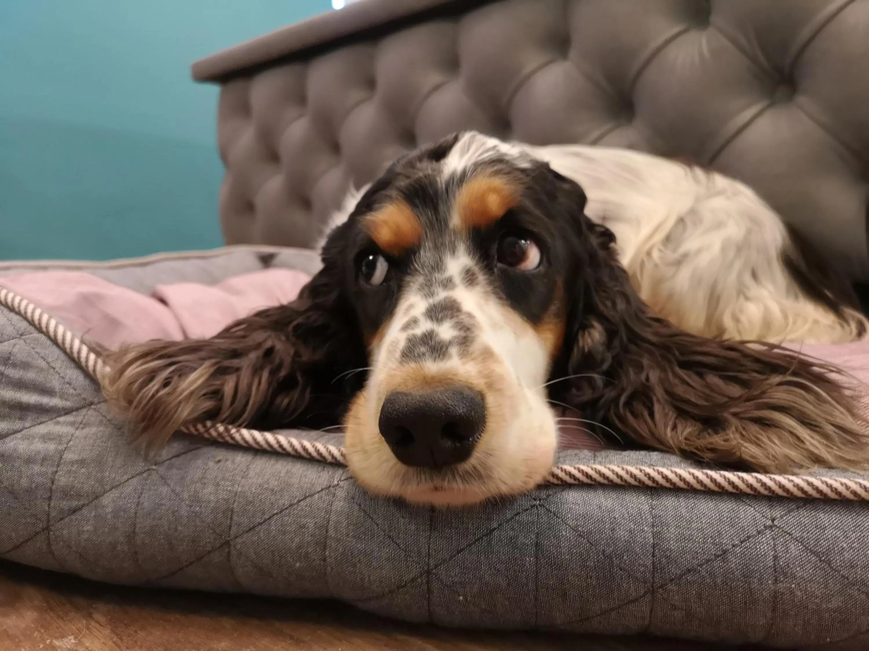 Animals in Boutique Hotel & Bio Wirtshaus Schwarzer Bock