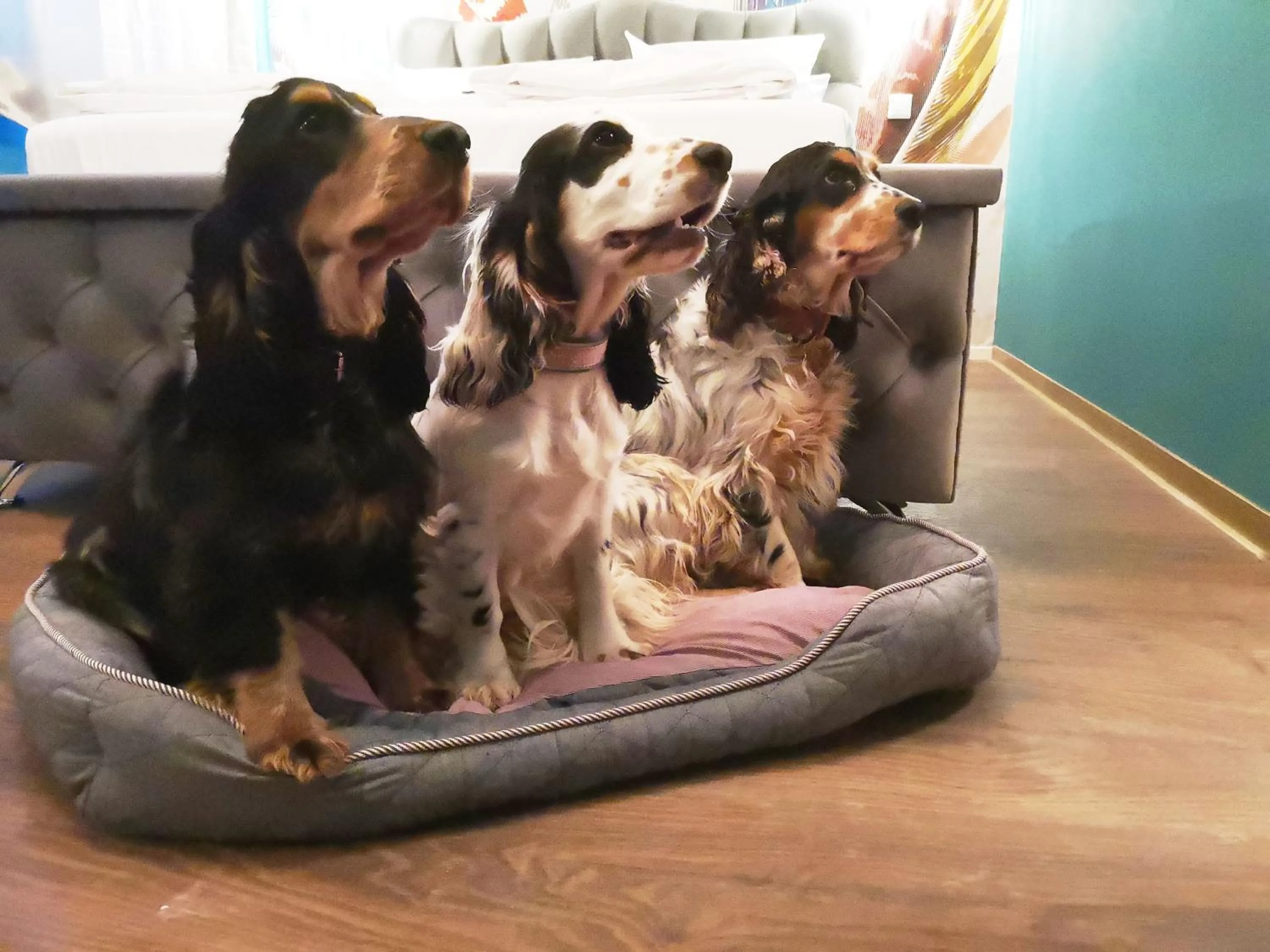 Animals in Boutique Hotel & Bio Wirtshaus Schwarzer Bock