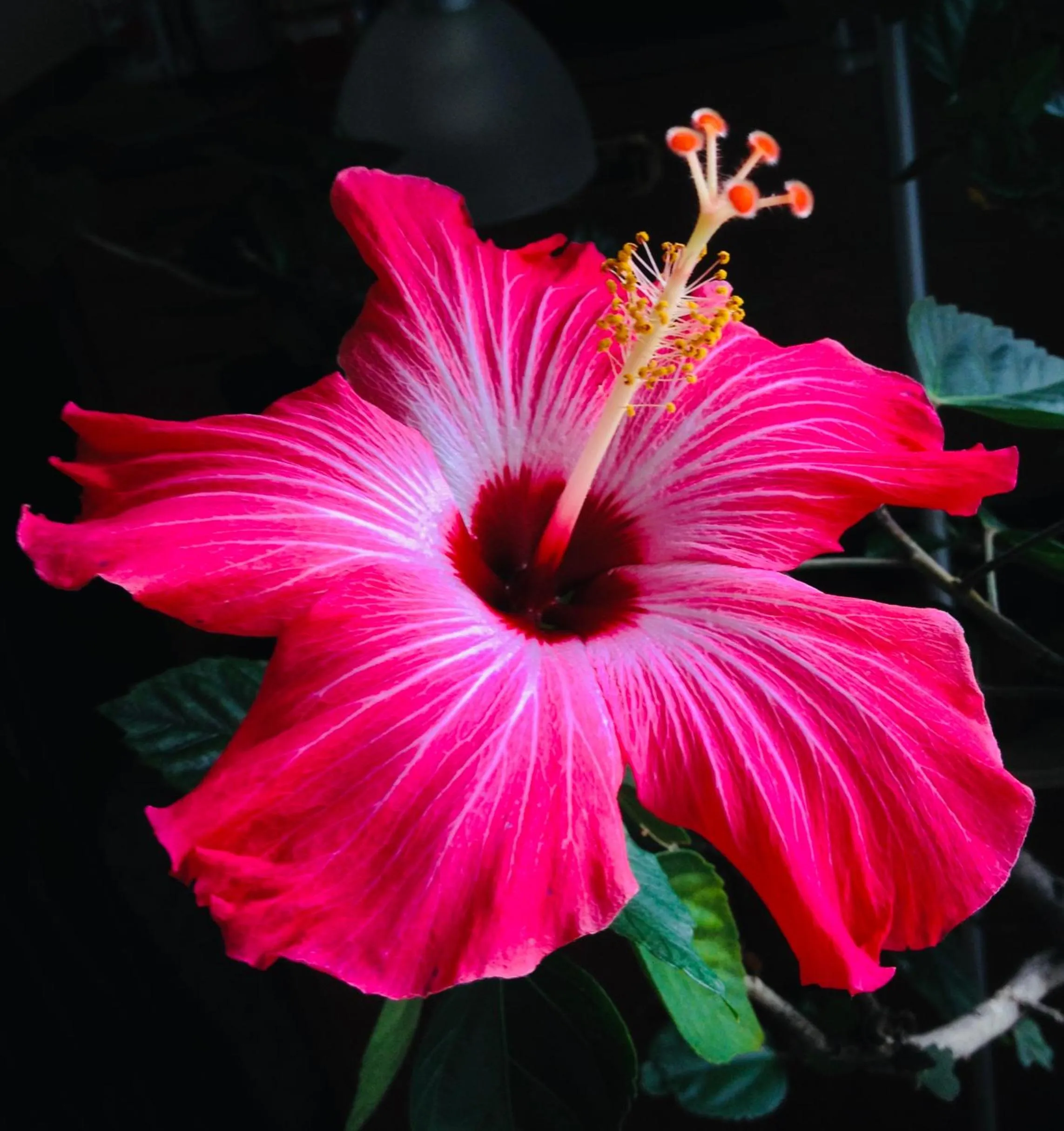 Garden in Repos & Manna Downtown Montréal