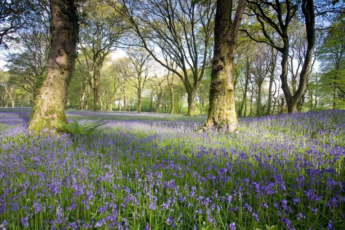 Belmont House Beer - Adults Only - Free Parking