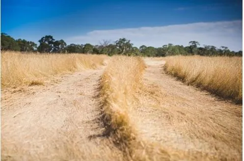 Summer in Rooks Edge