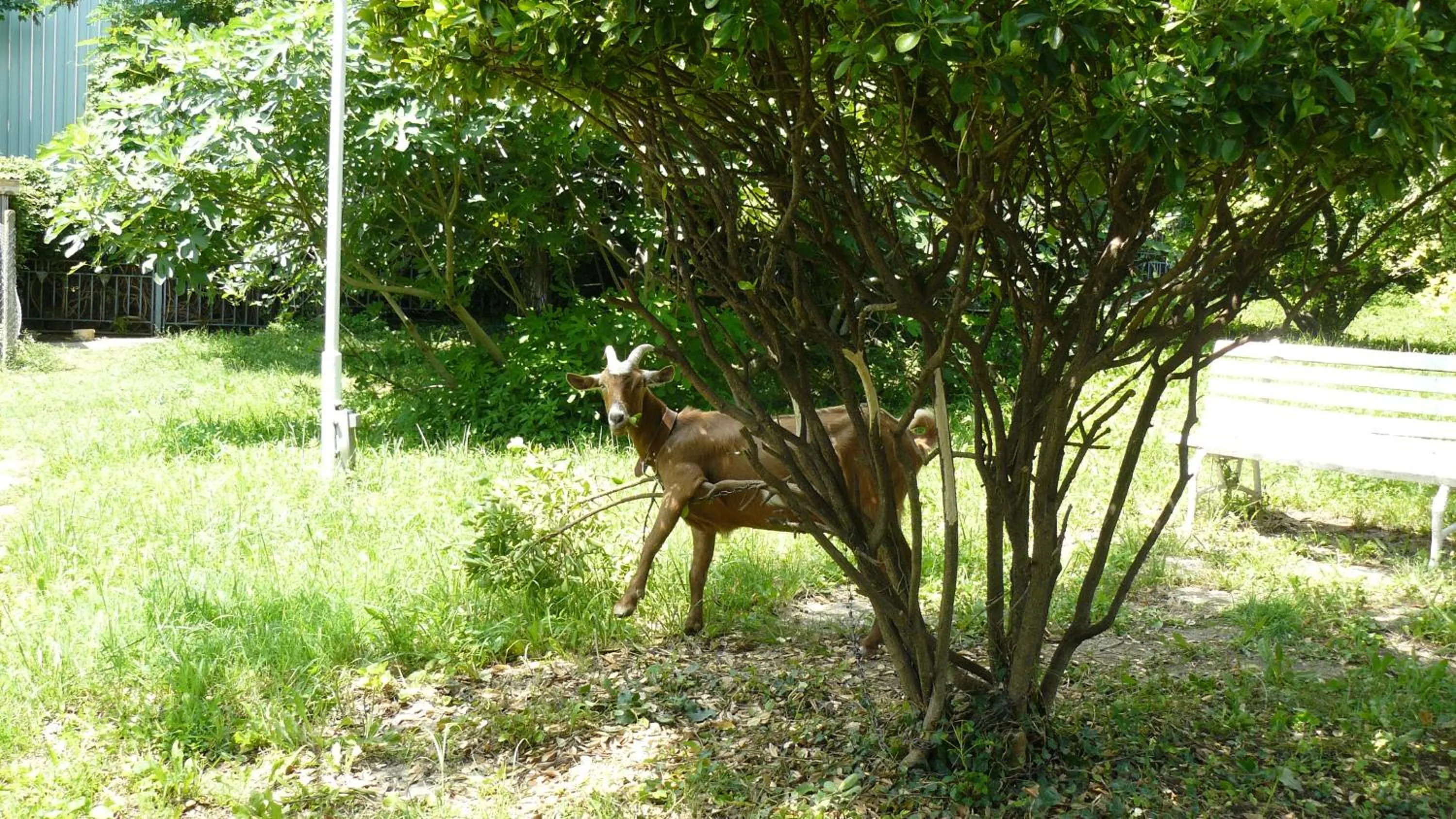 Other Animals in Hotel Briz 3 - Free Parking