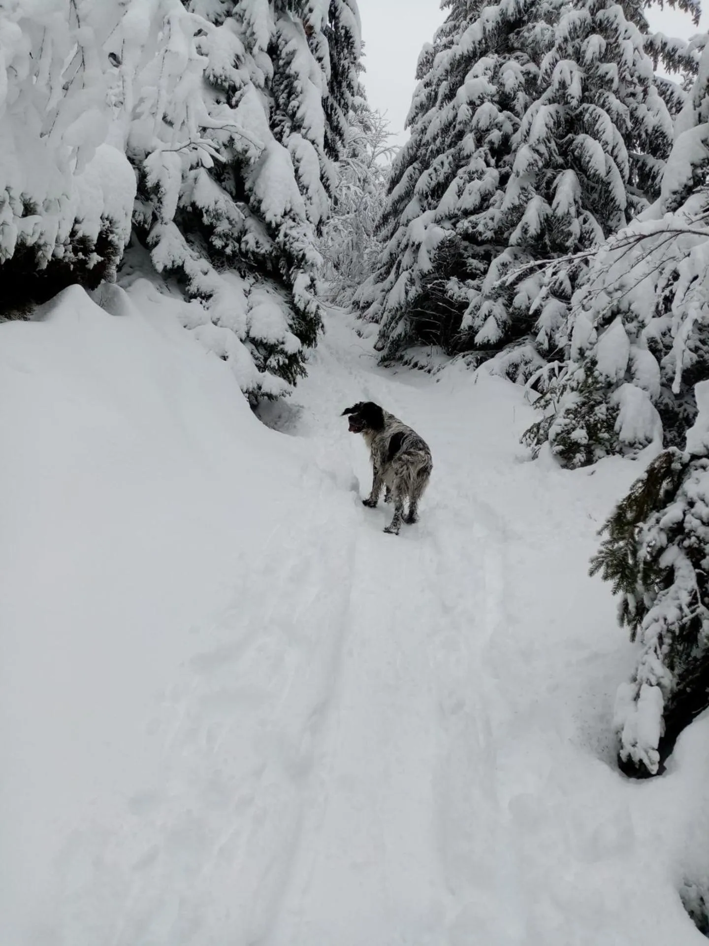 Skiing in Le Figarelou