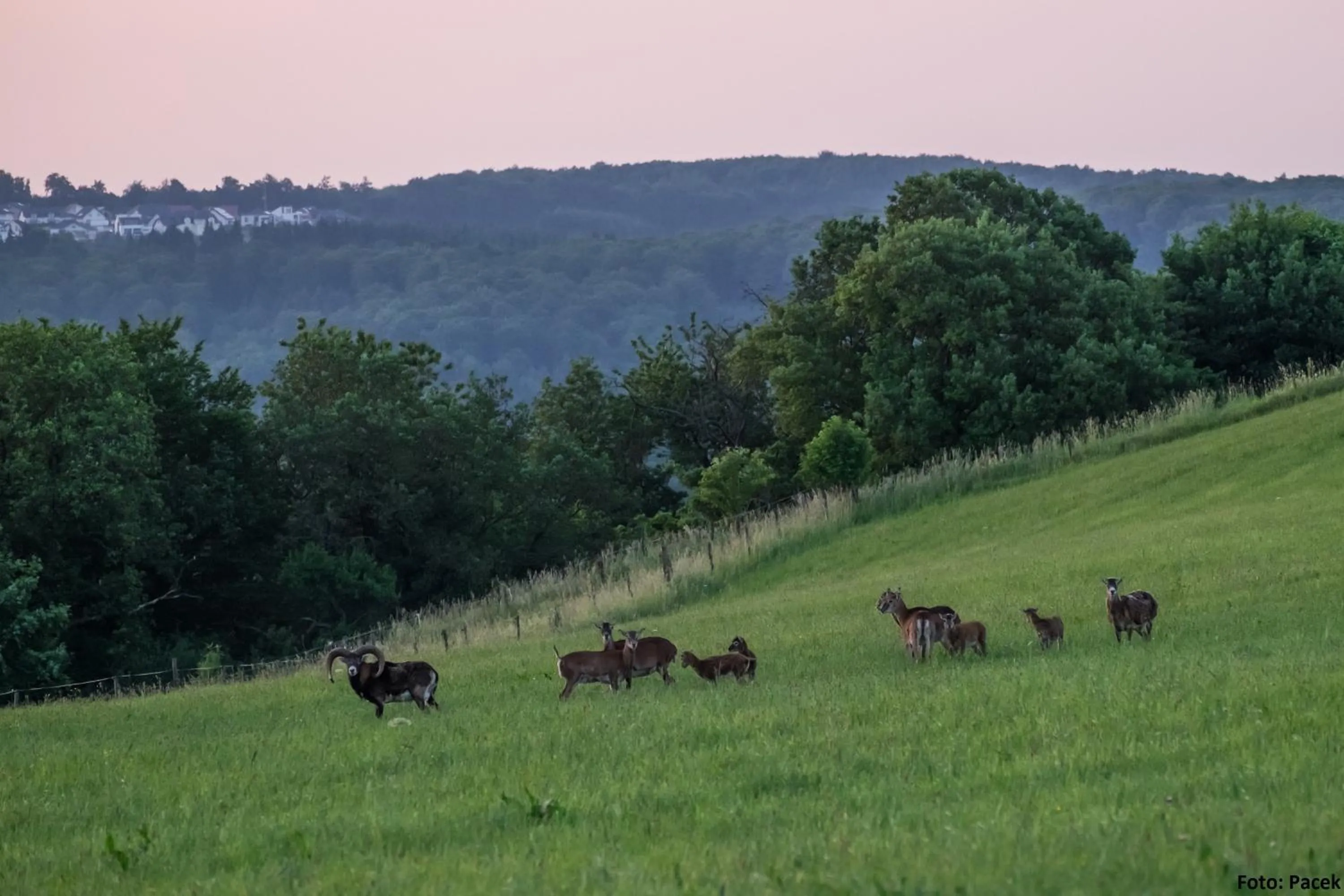 Animals in Landhotel Fernblick